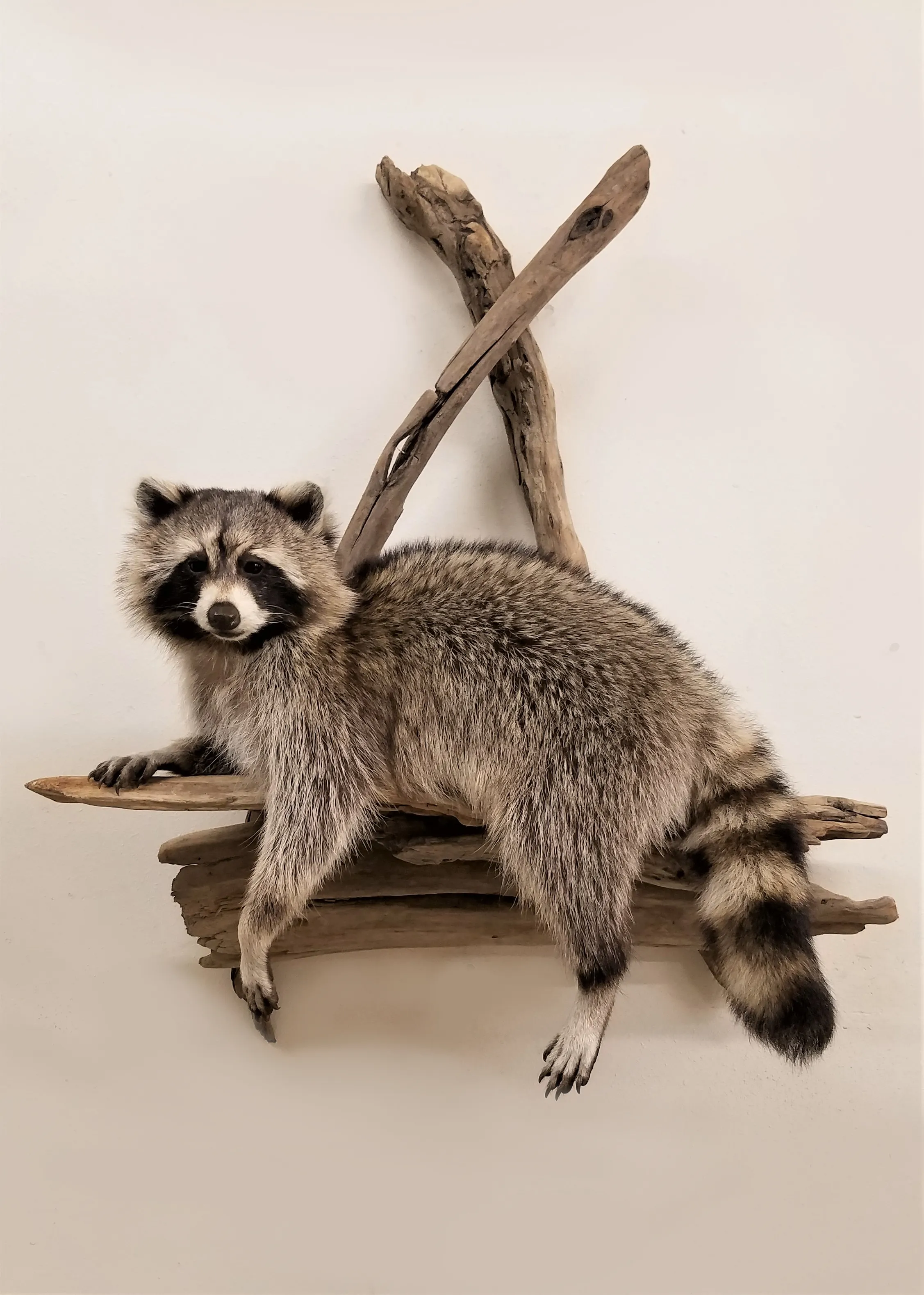 Several images of different wildlife