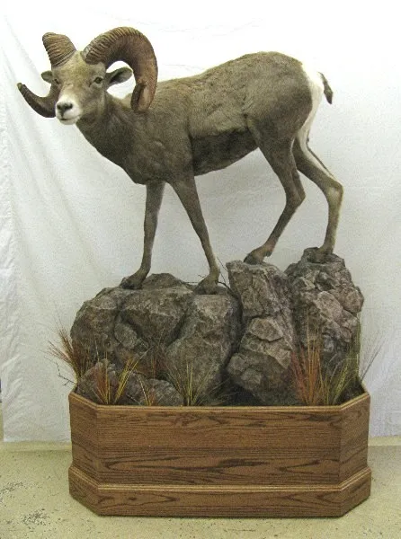 Several images of different wildlife