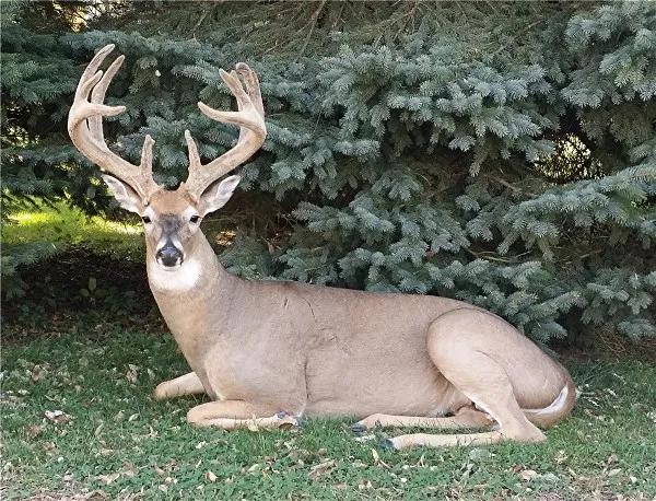 Several images of different wildlife