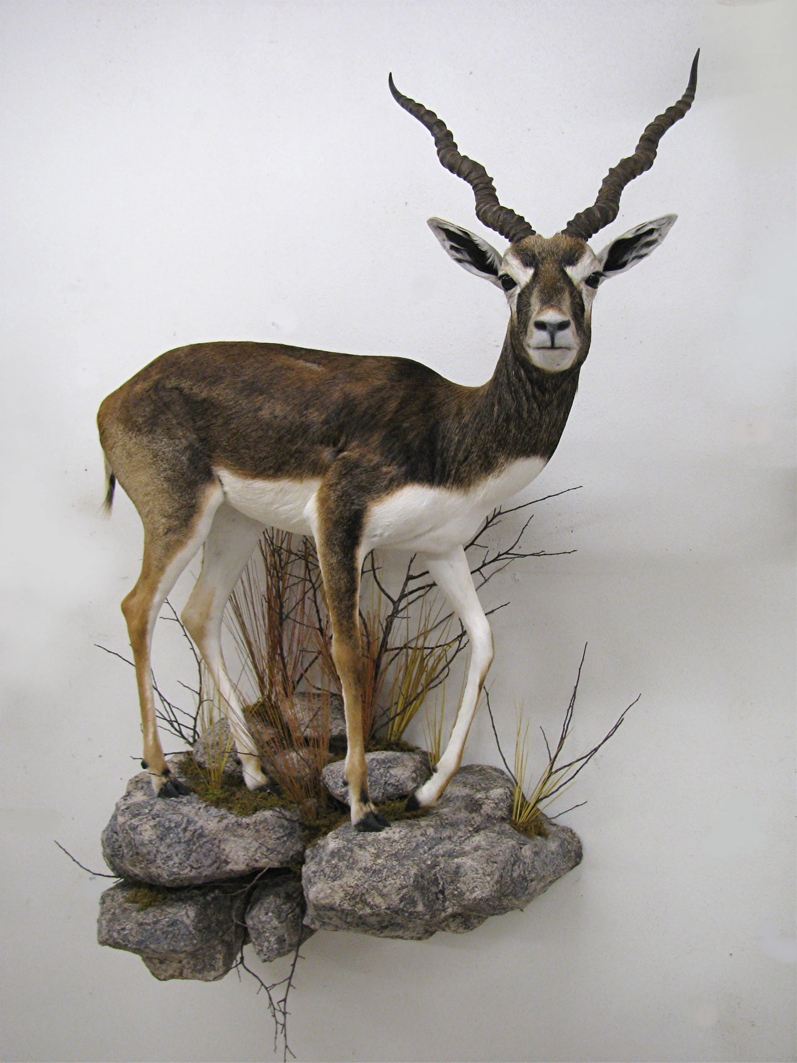 Several images of different wildlife