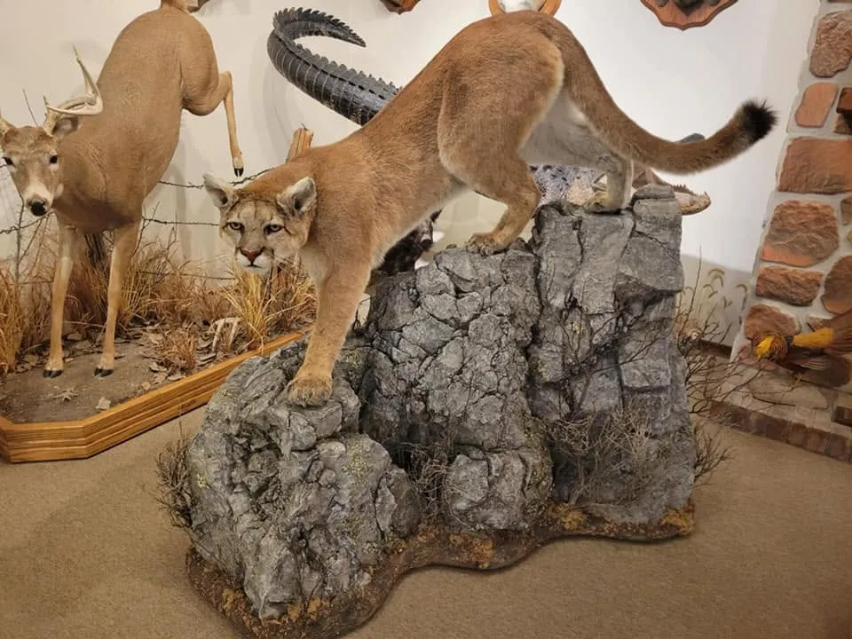 Several images of different wildlife