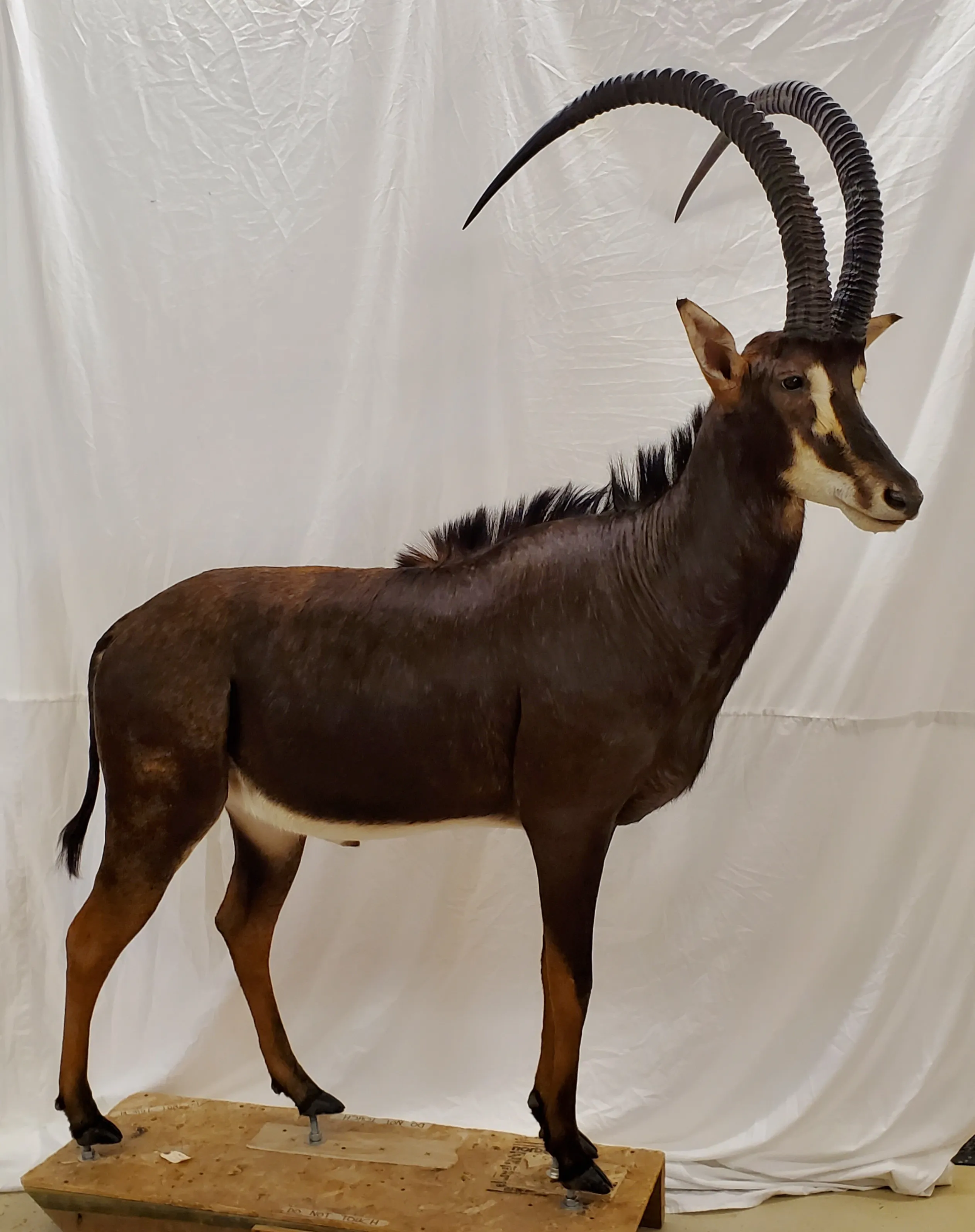 Several images of different wildlife