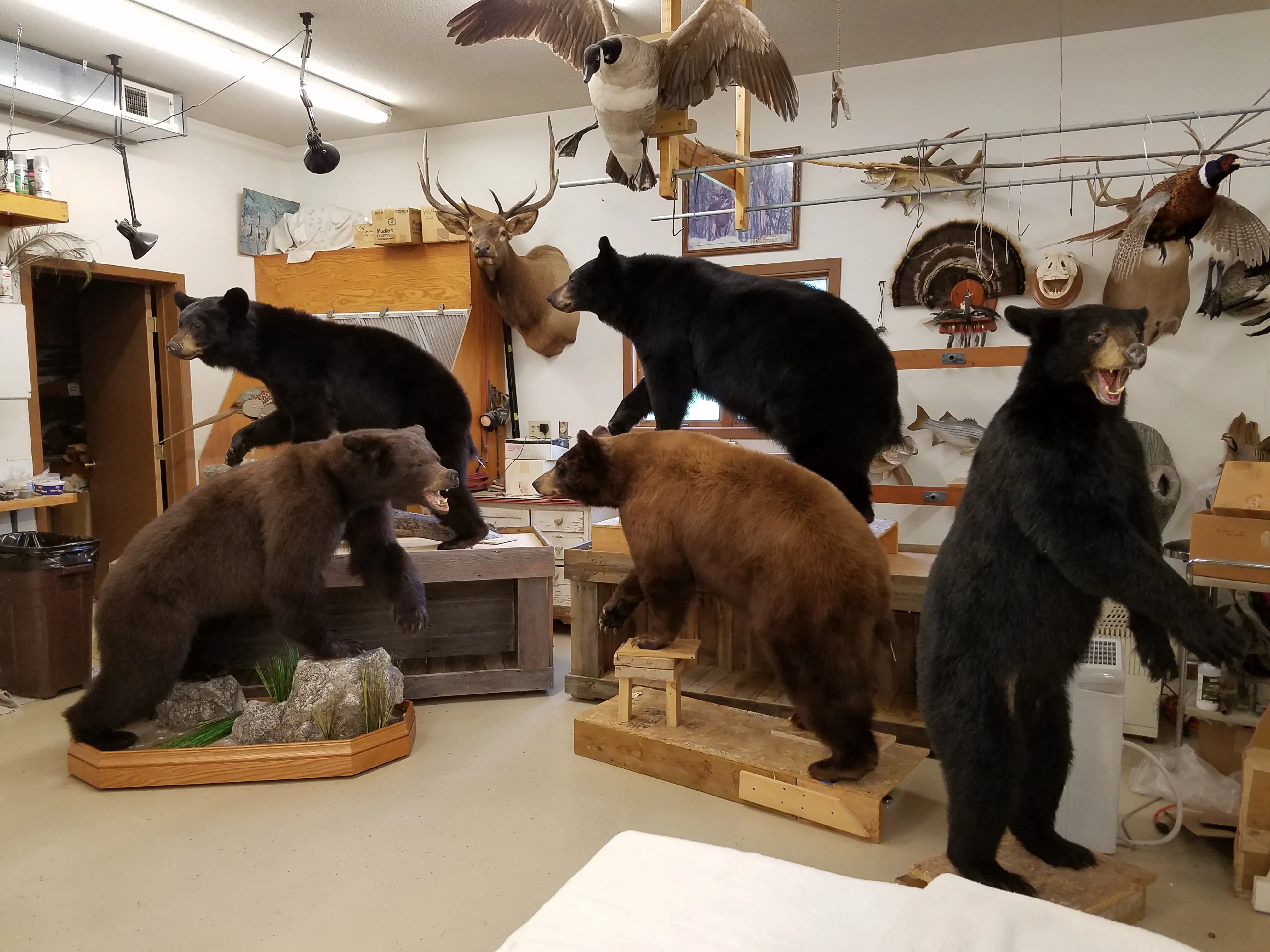 Several images of different wildlife