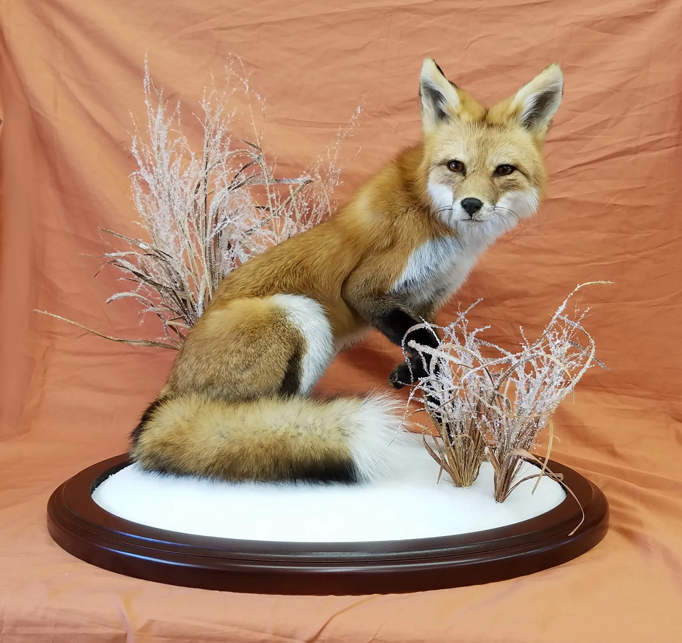 Several images of different wildlife