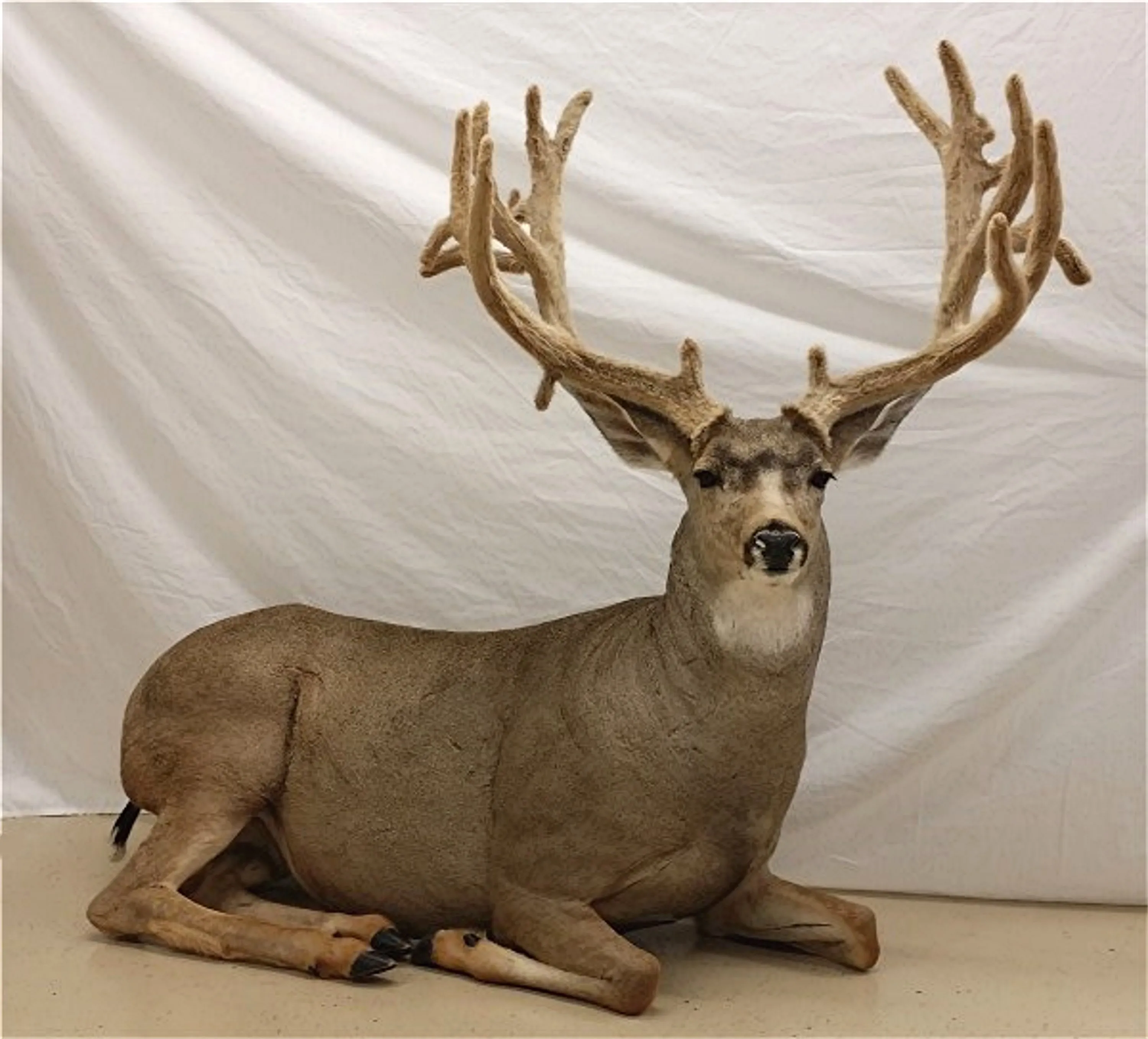 Several images of different wildlife