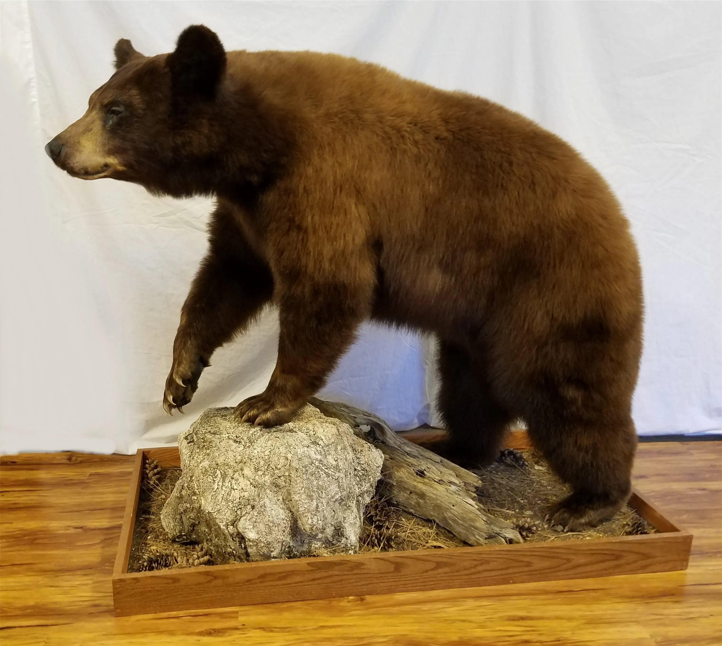 Several images of different wildlife