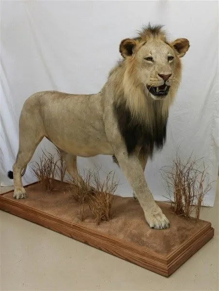 Several images of different wildlife