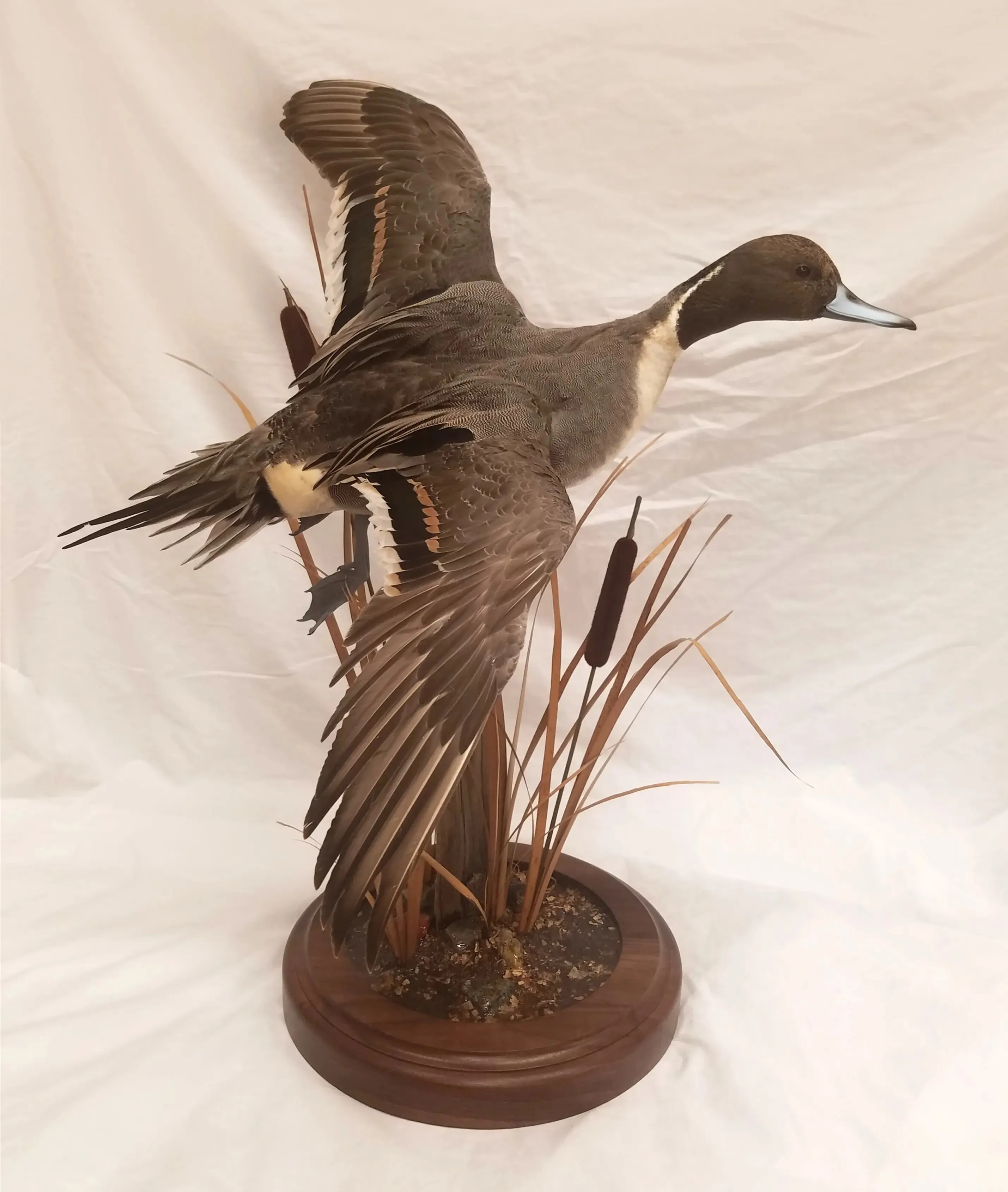 Several images of different waterfowl