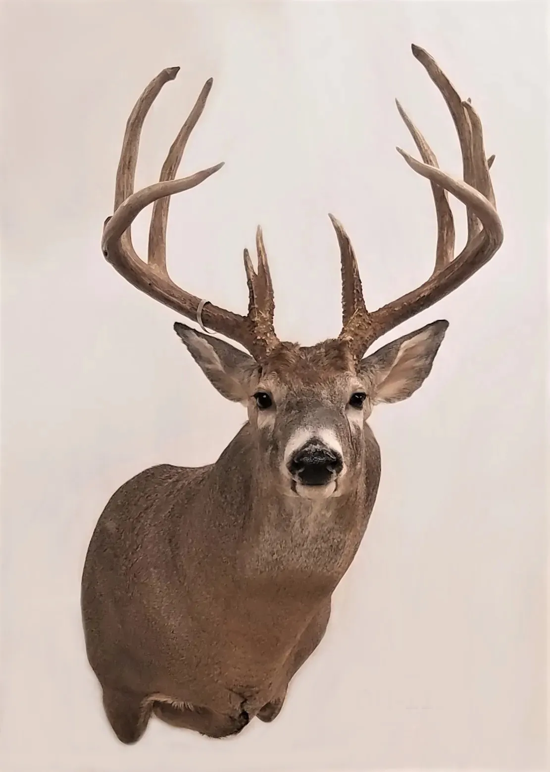 Several images of deer head mounts we have done over the years.
