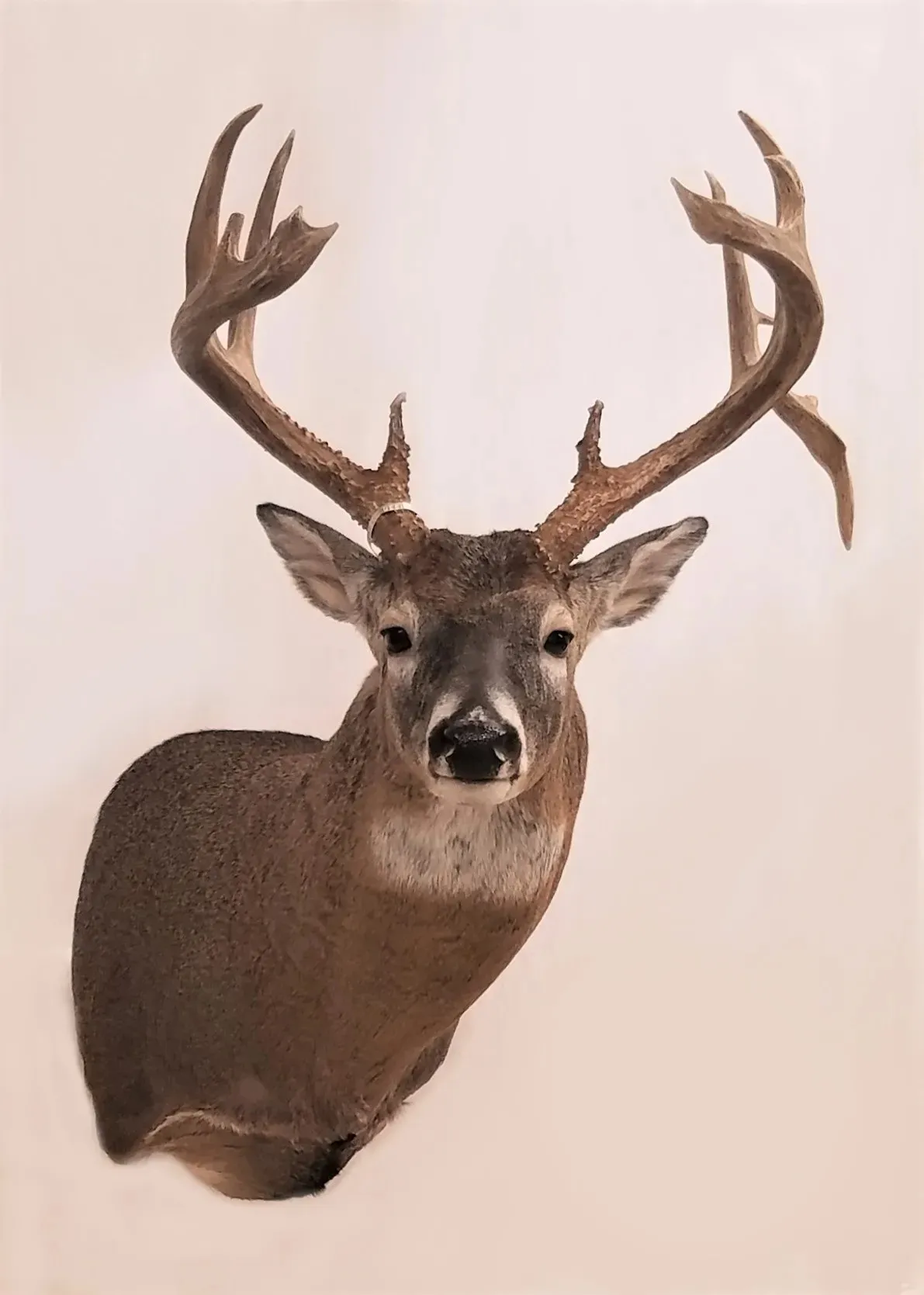 Several images of deer head mounts we have done over the years.