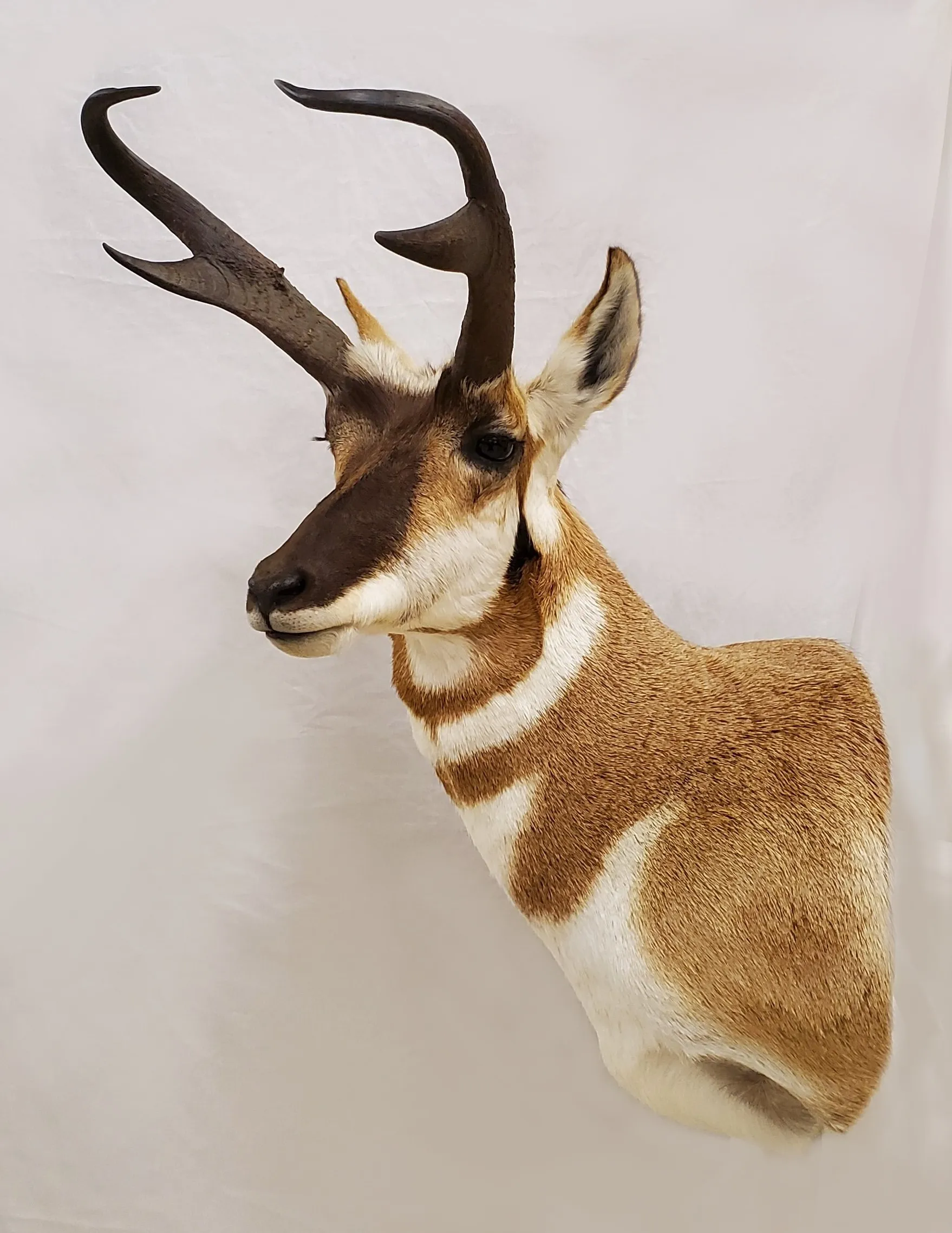 Several images of antelope and other game head mounts