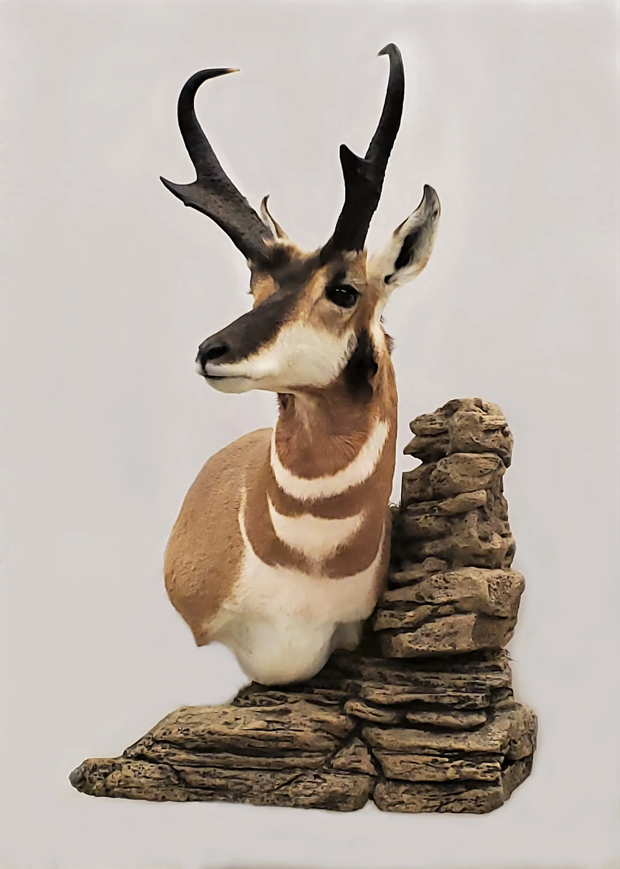 Several images of antelope and other game head mounts
