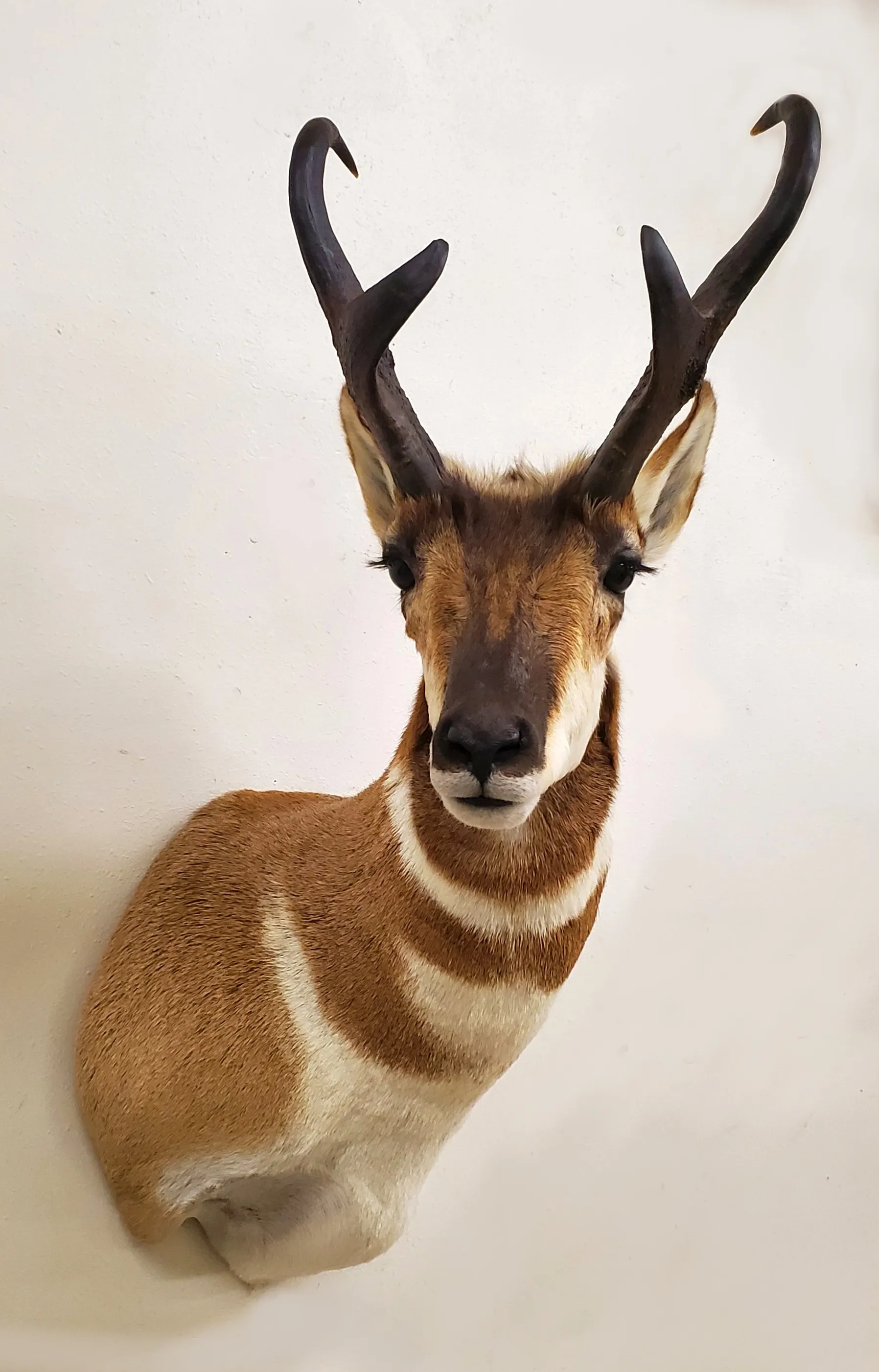 Several images of antelope and other game head mounts