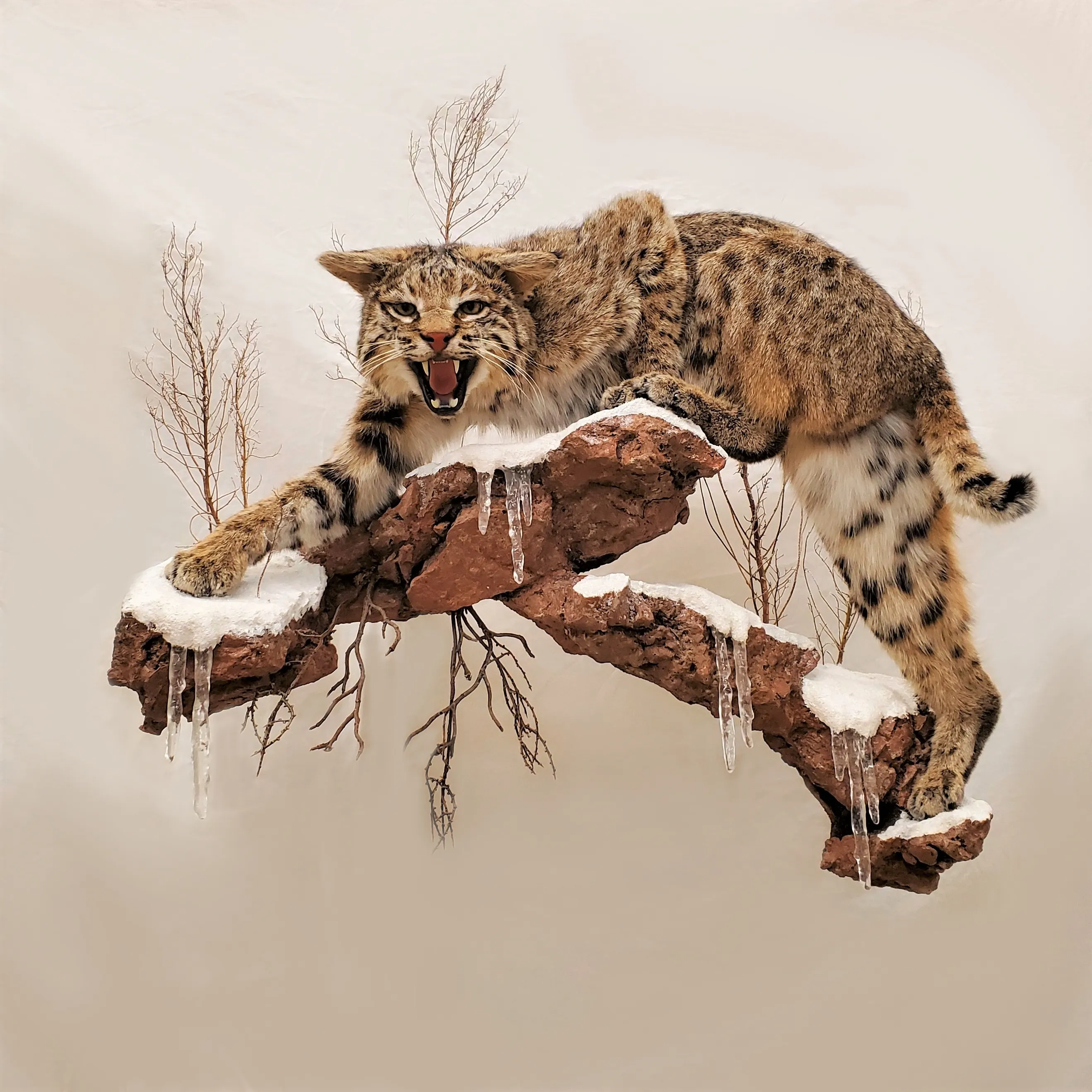 Several images of different bobcat mounts