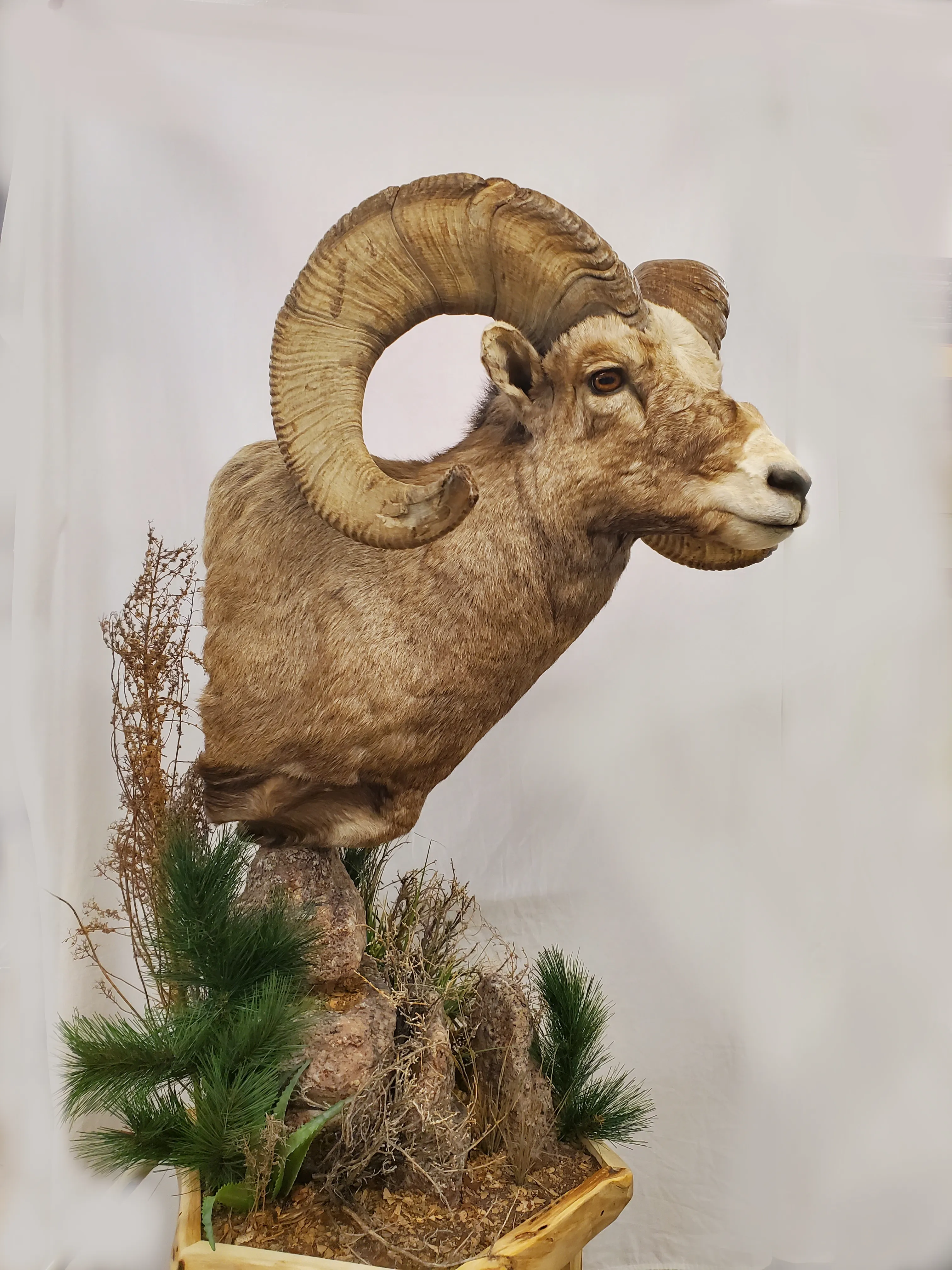 Several images of antelope and other game head mounts