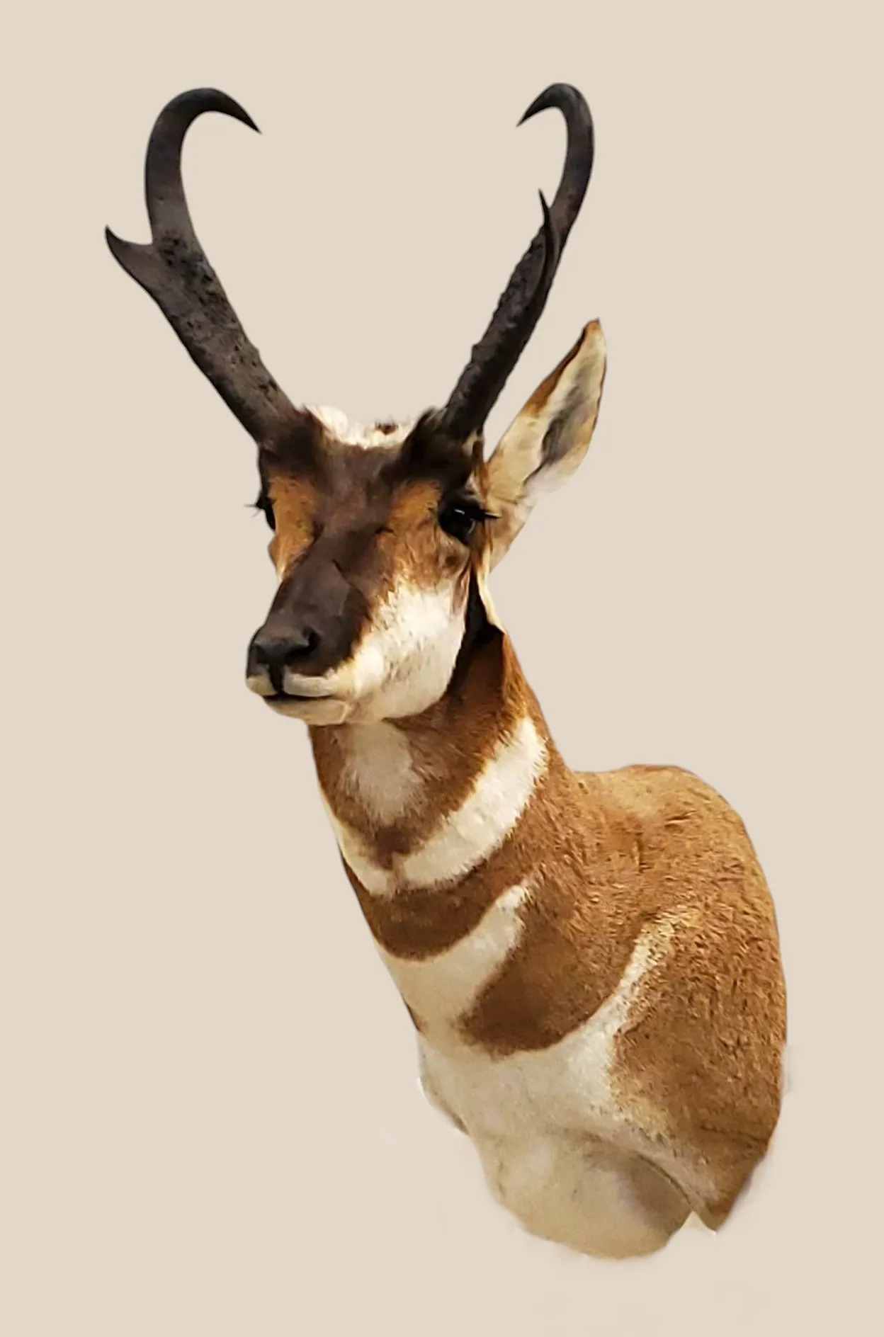 Antelope picture