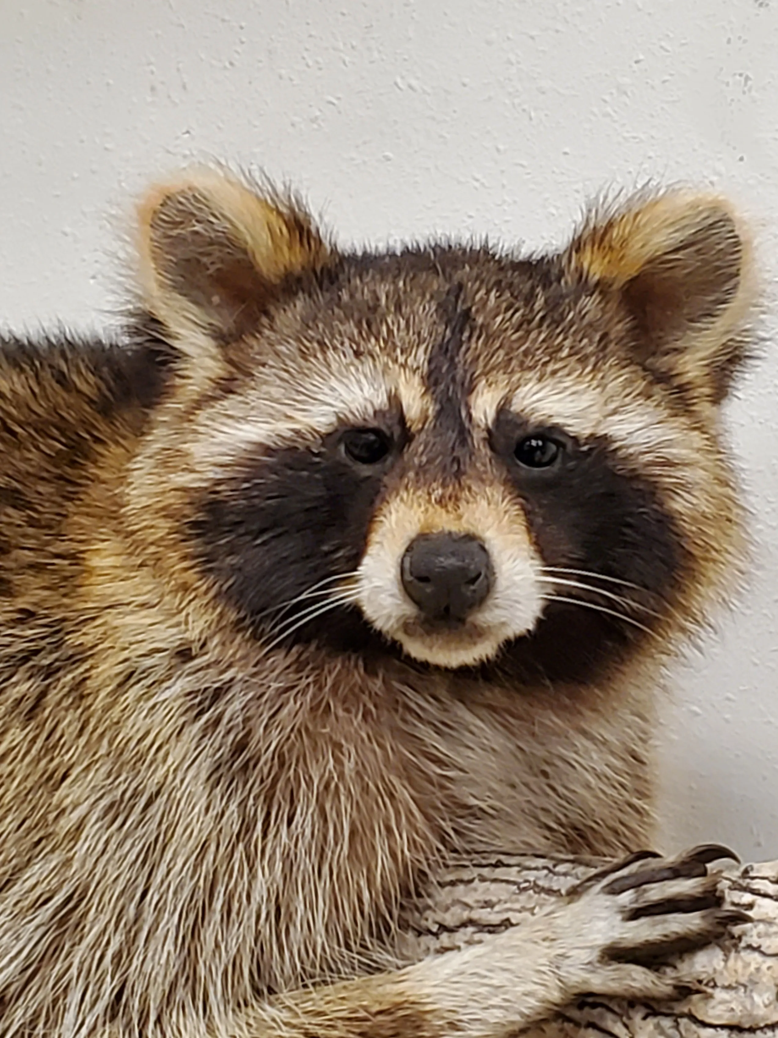 Several images of different wildlife