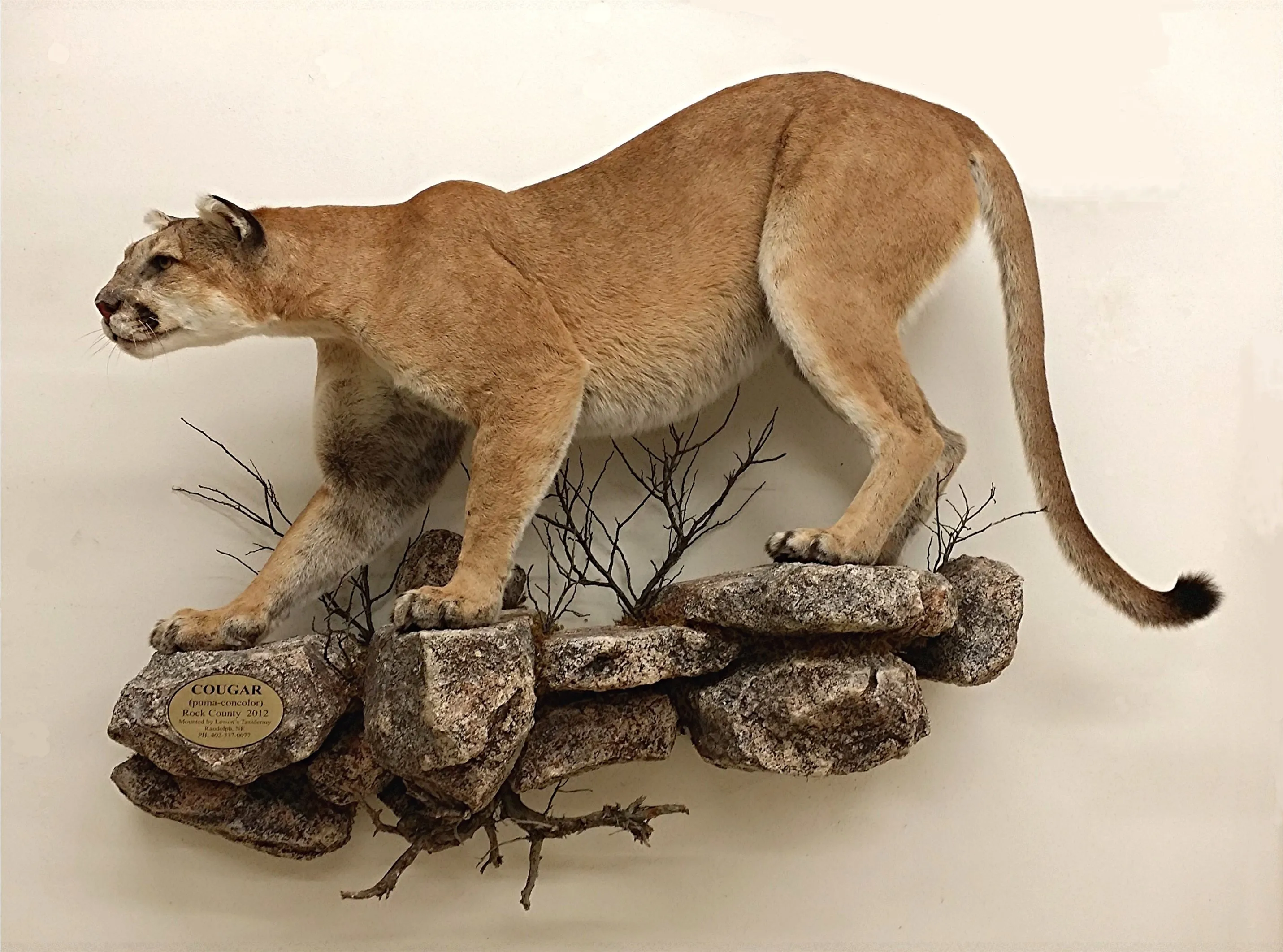 Several images of different wildlife