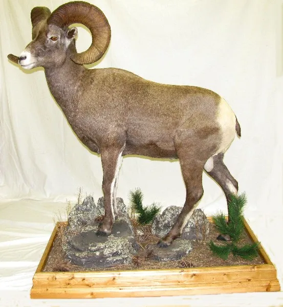 Several images of different wildlife