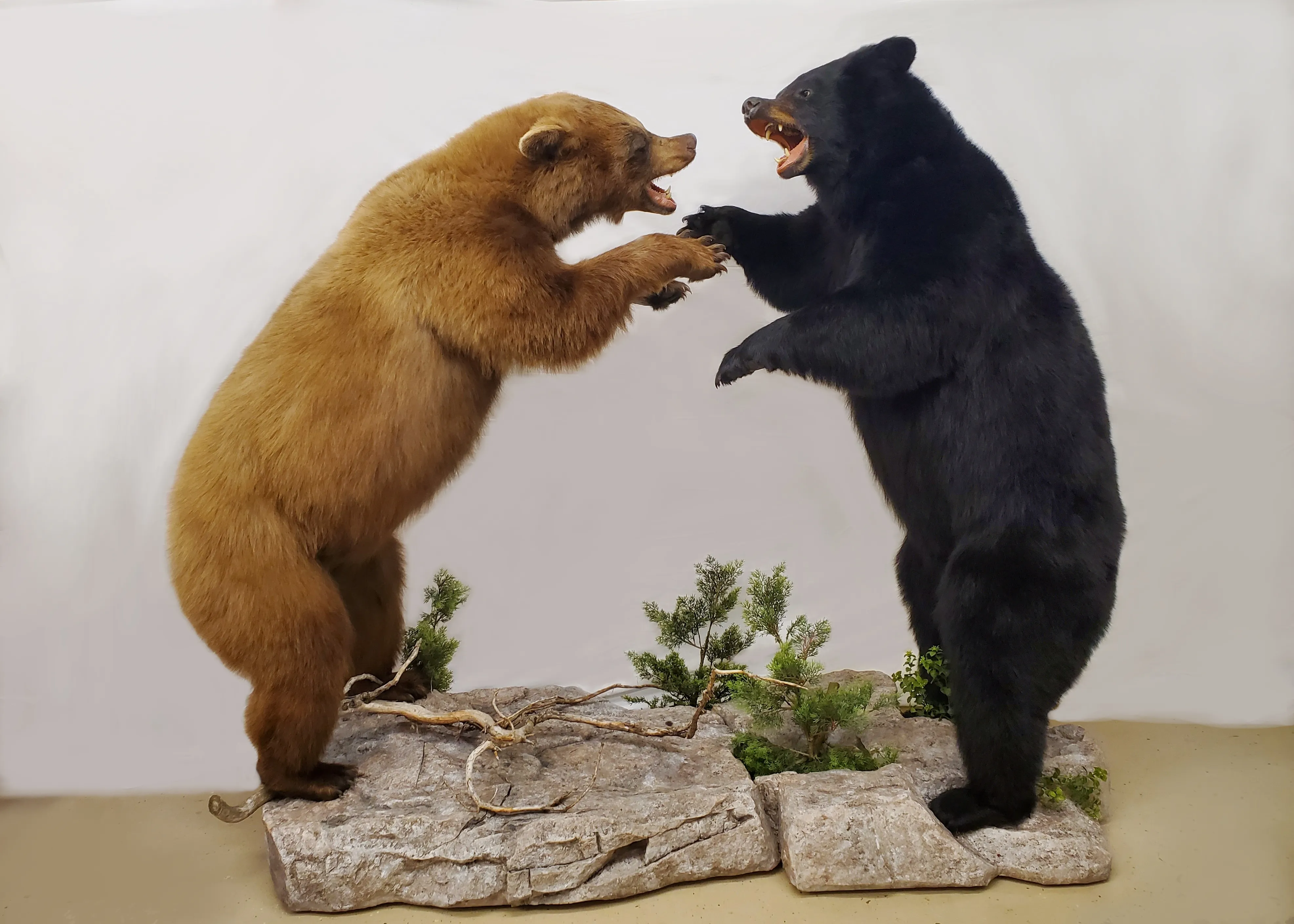 Several images of different wildlife