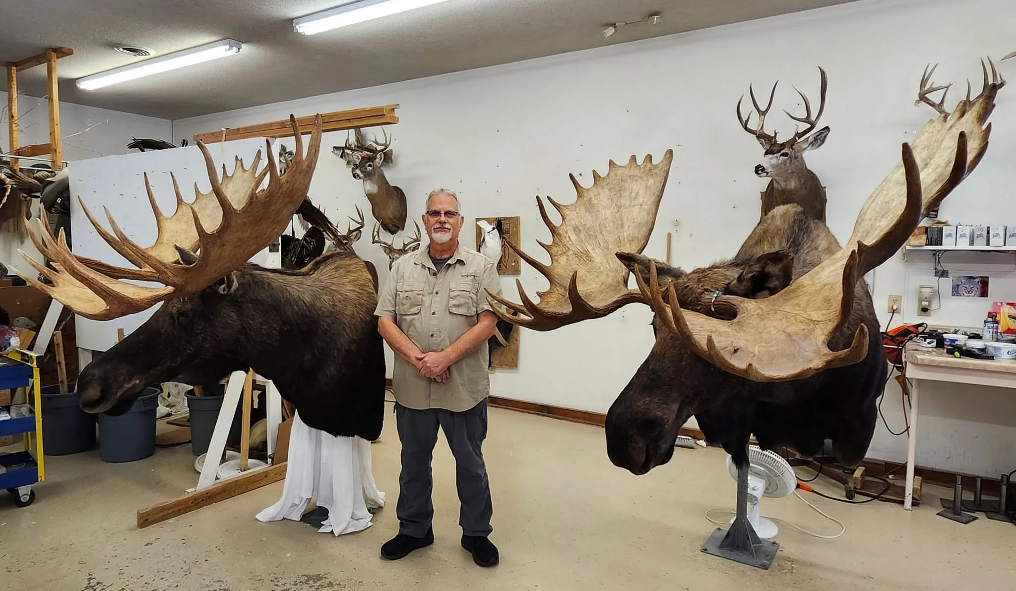 Several images of antelope and other game head mounts