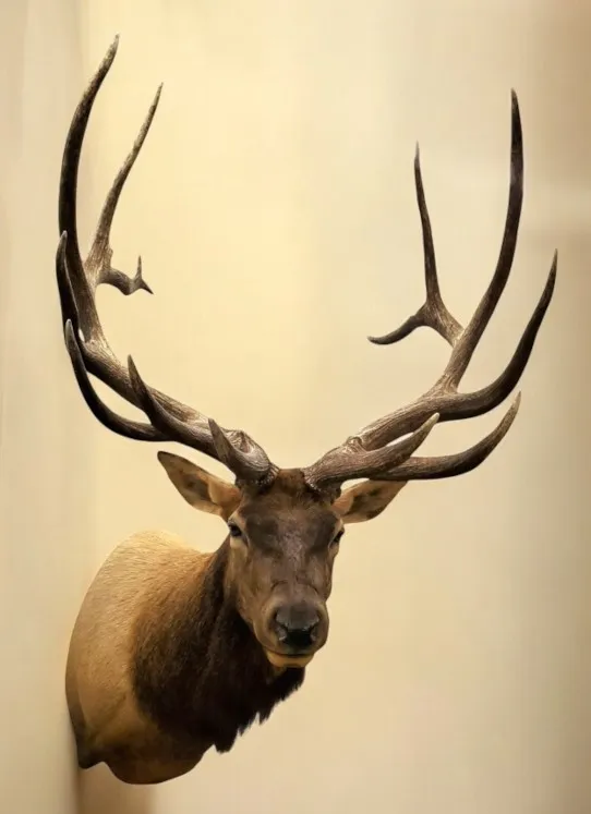 Several images of antelope and other game head mounts