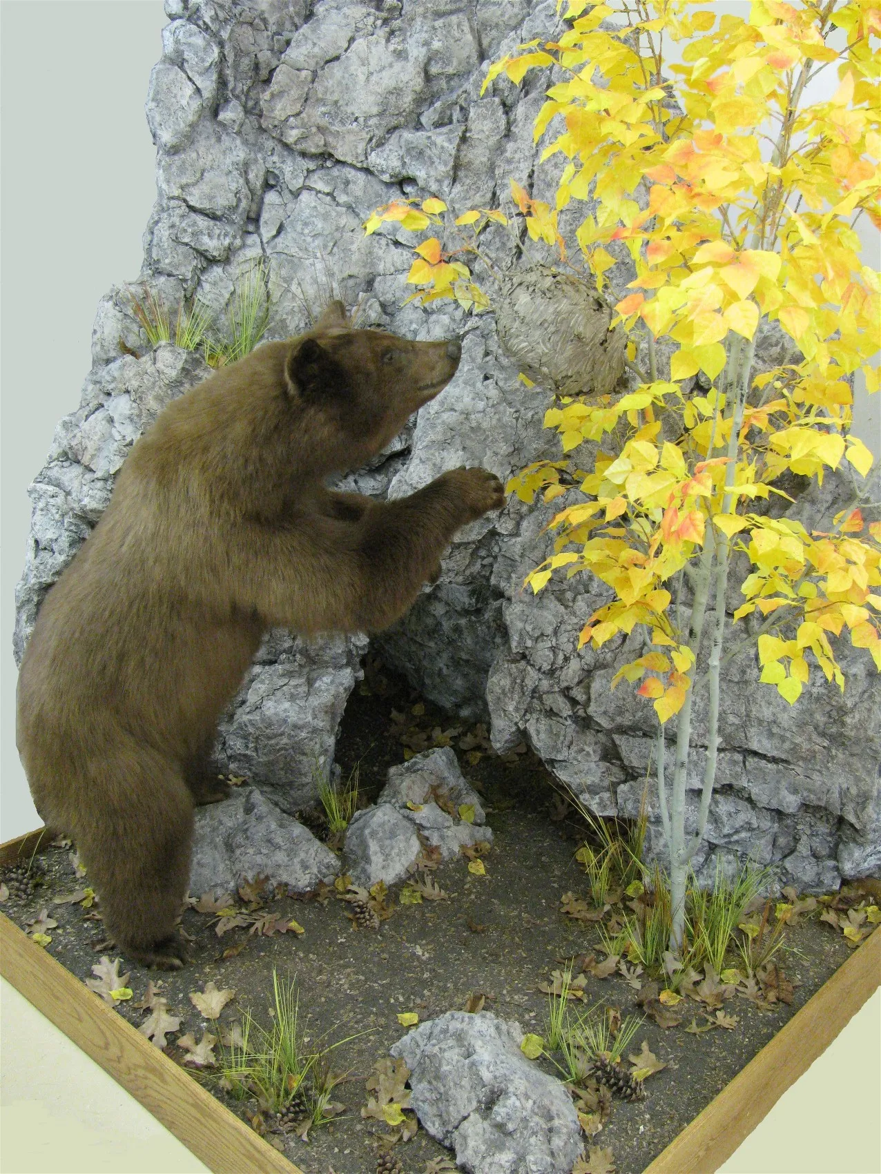 Several images of different wildlife