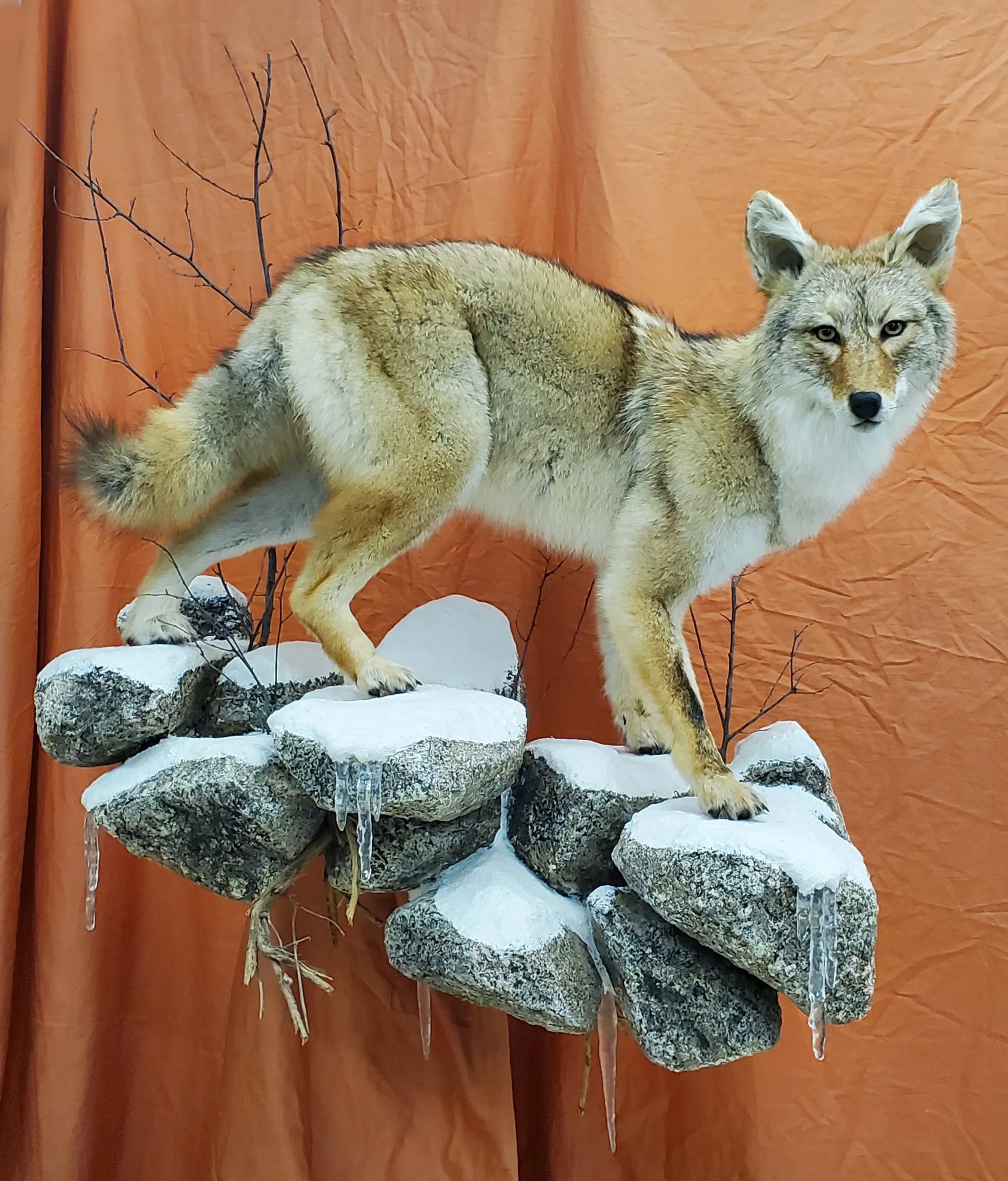 Several images of different wildlife