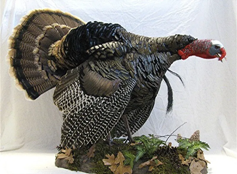 Mounted deer skull trophy with antlers on a dark wall