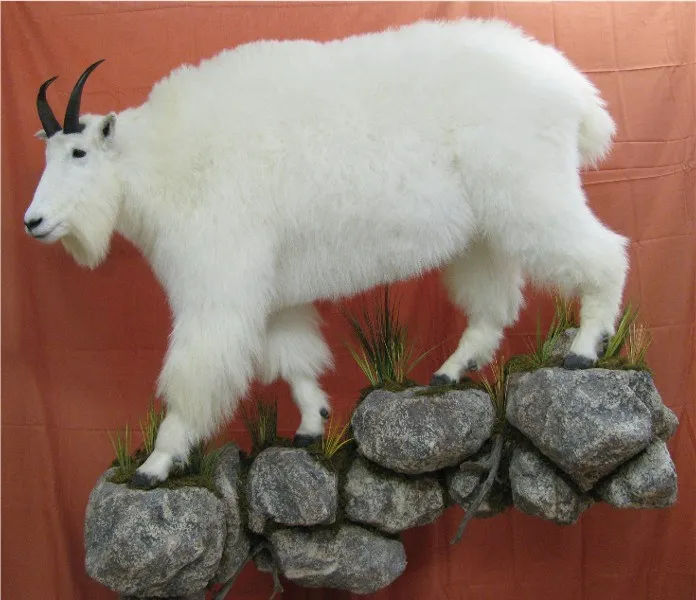 Several images of different wildlife