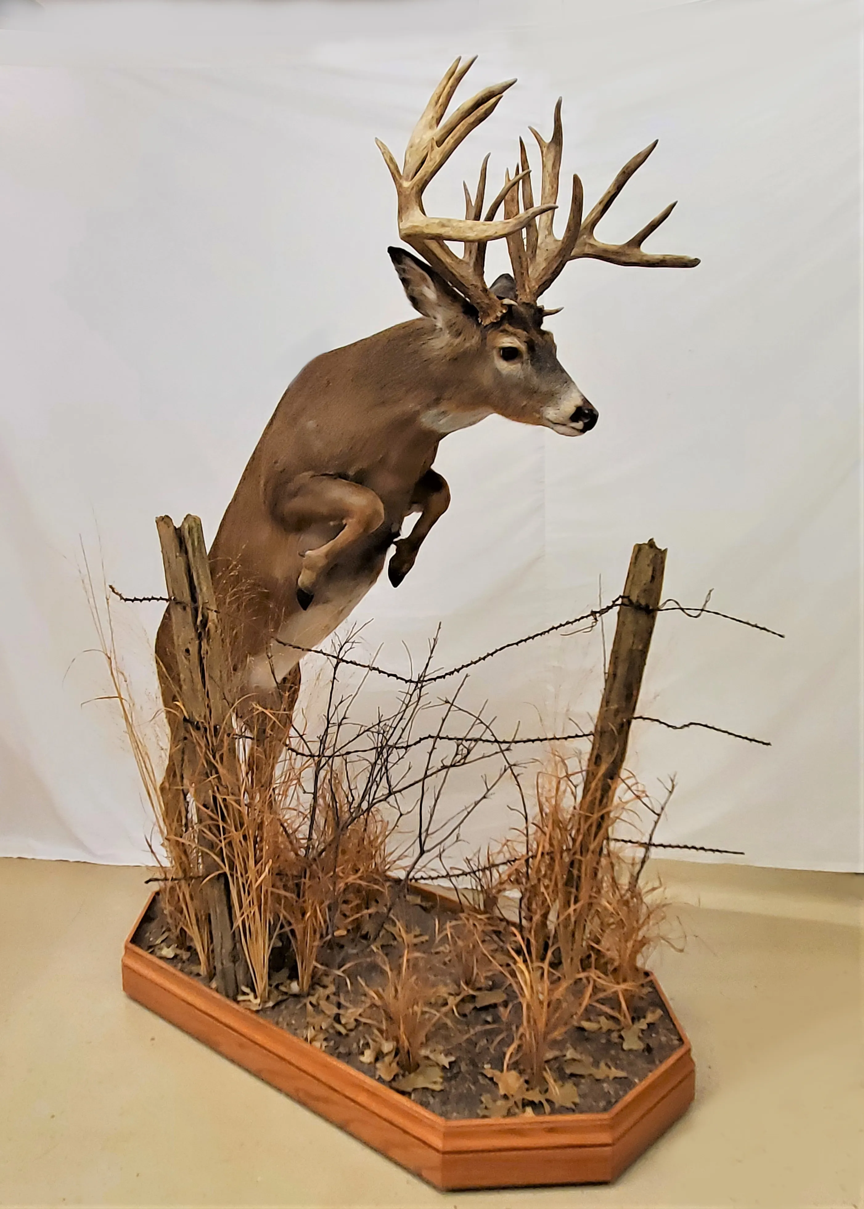 Several images of different wildlife