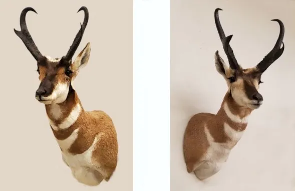 Several images of antelope and other game head mounts