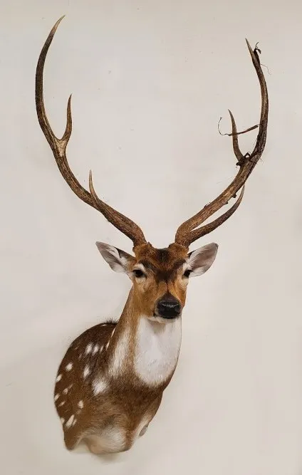 Several images of antelope and other game head mounts