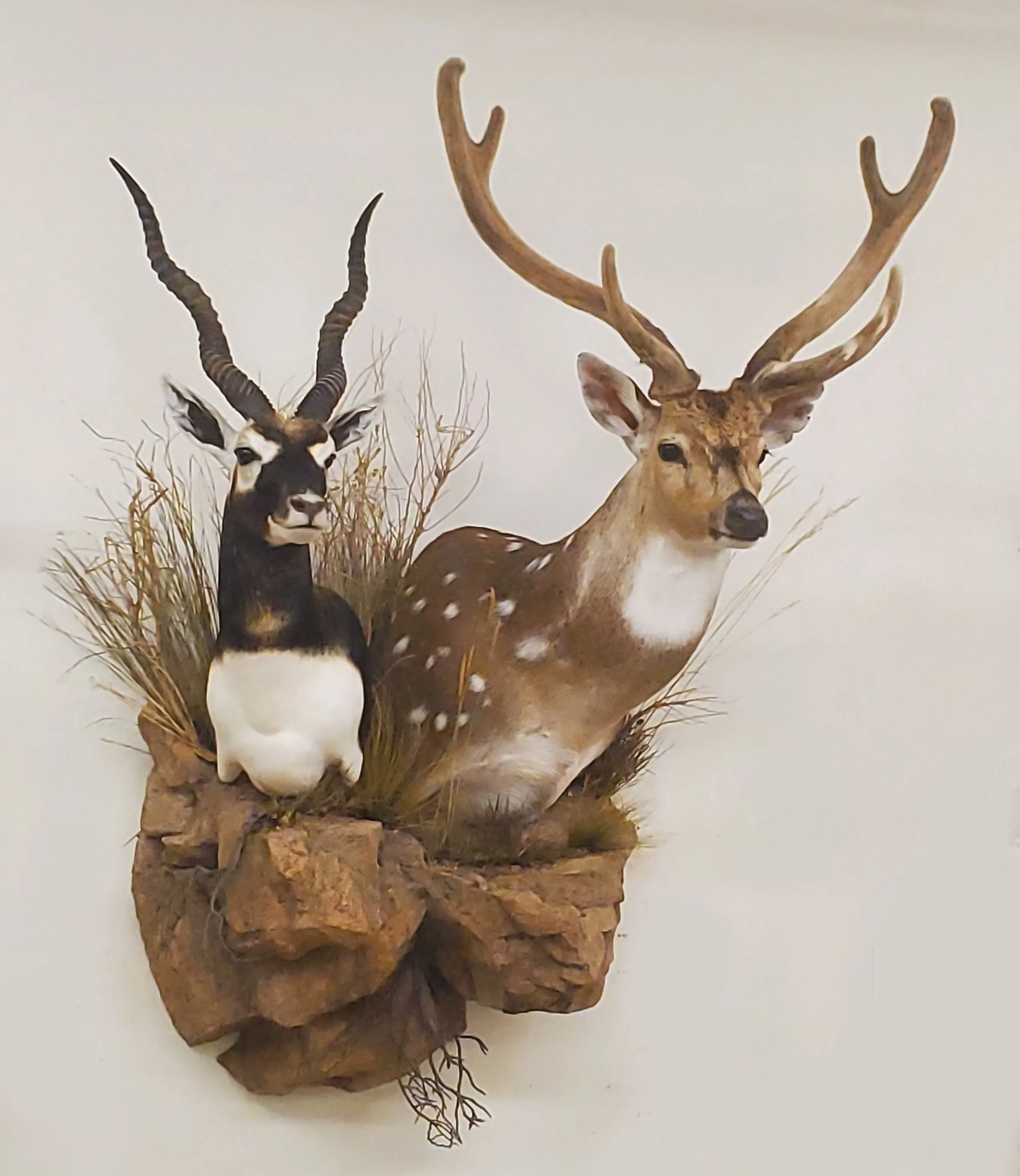 Several images of antelope and other game head mounts