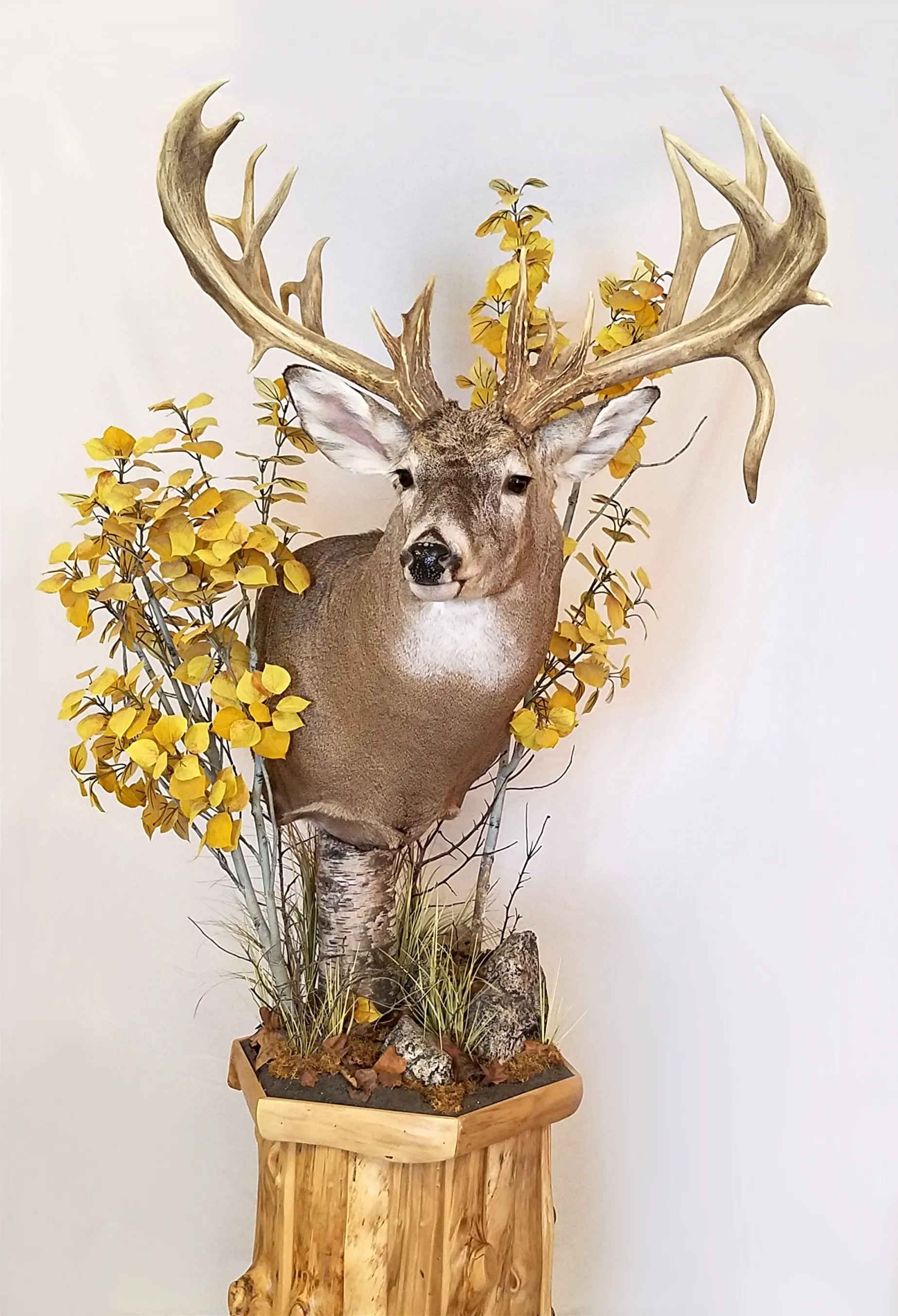 Several images of deer head mounts we have done over the years.