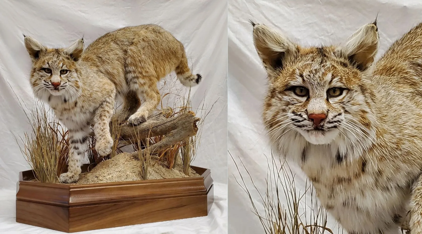 Several images of different bobcat mounts
