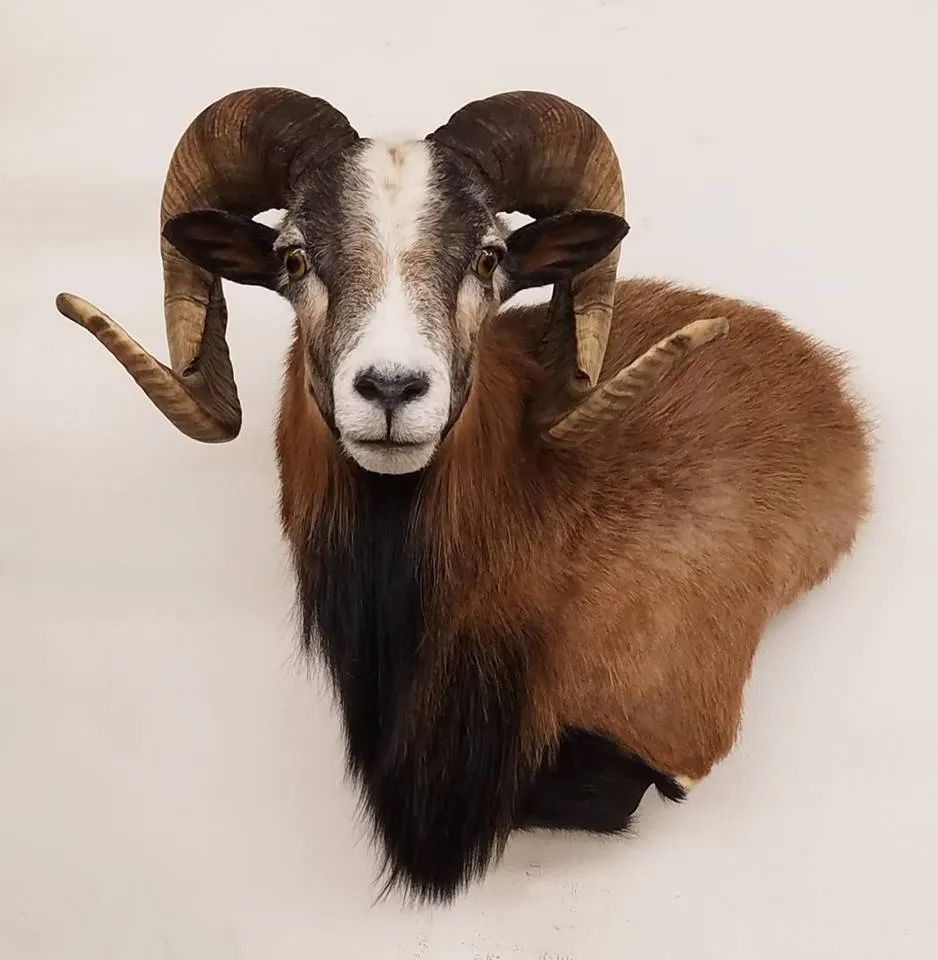 Several images of antelope and other game head mounts