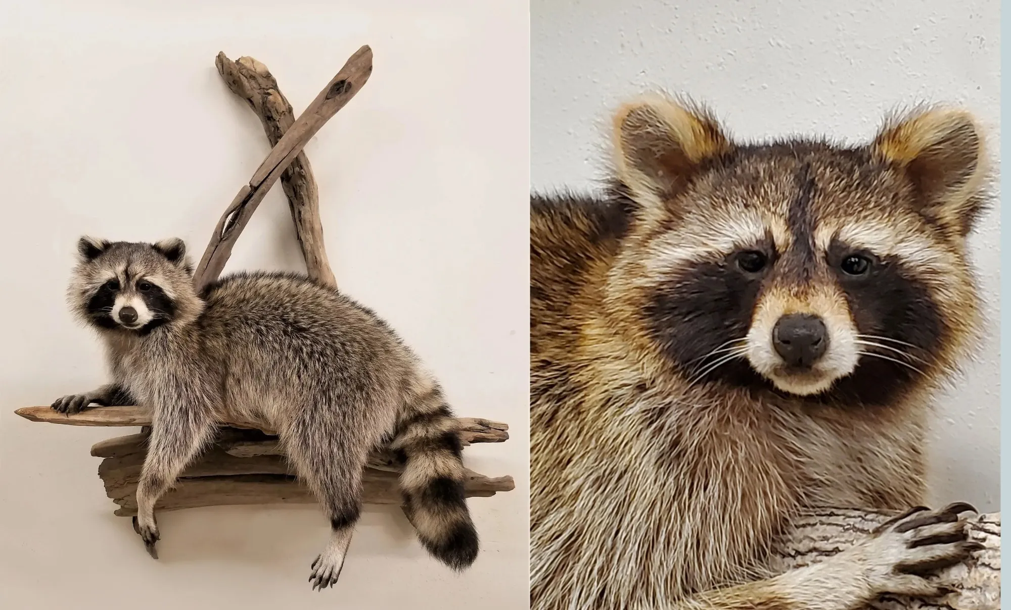 Several images of different wildlife