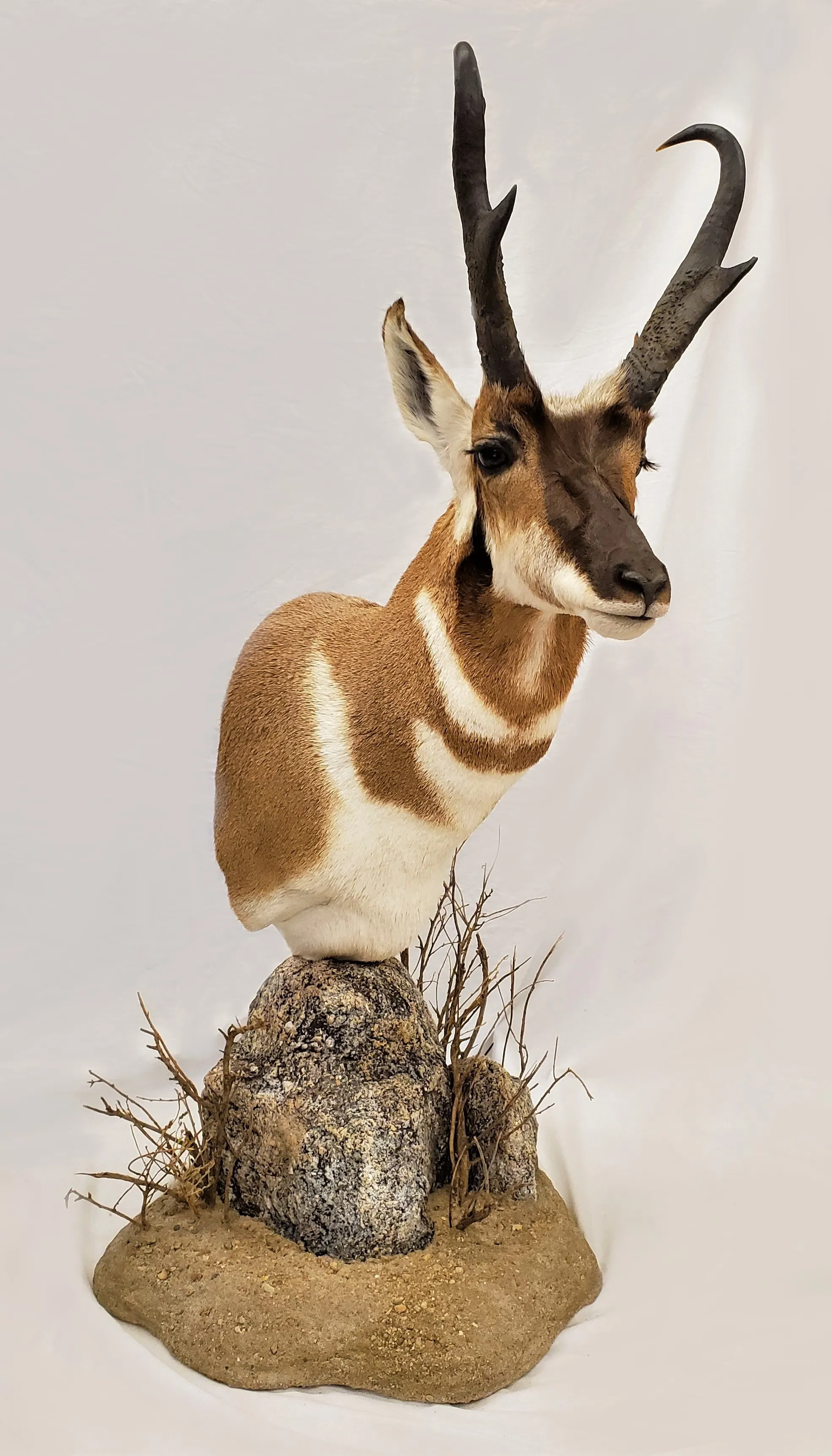 Several images of antelope and other game head mounts
