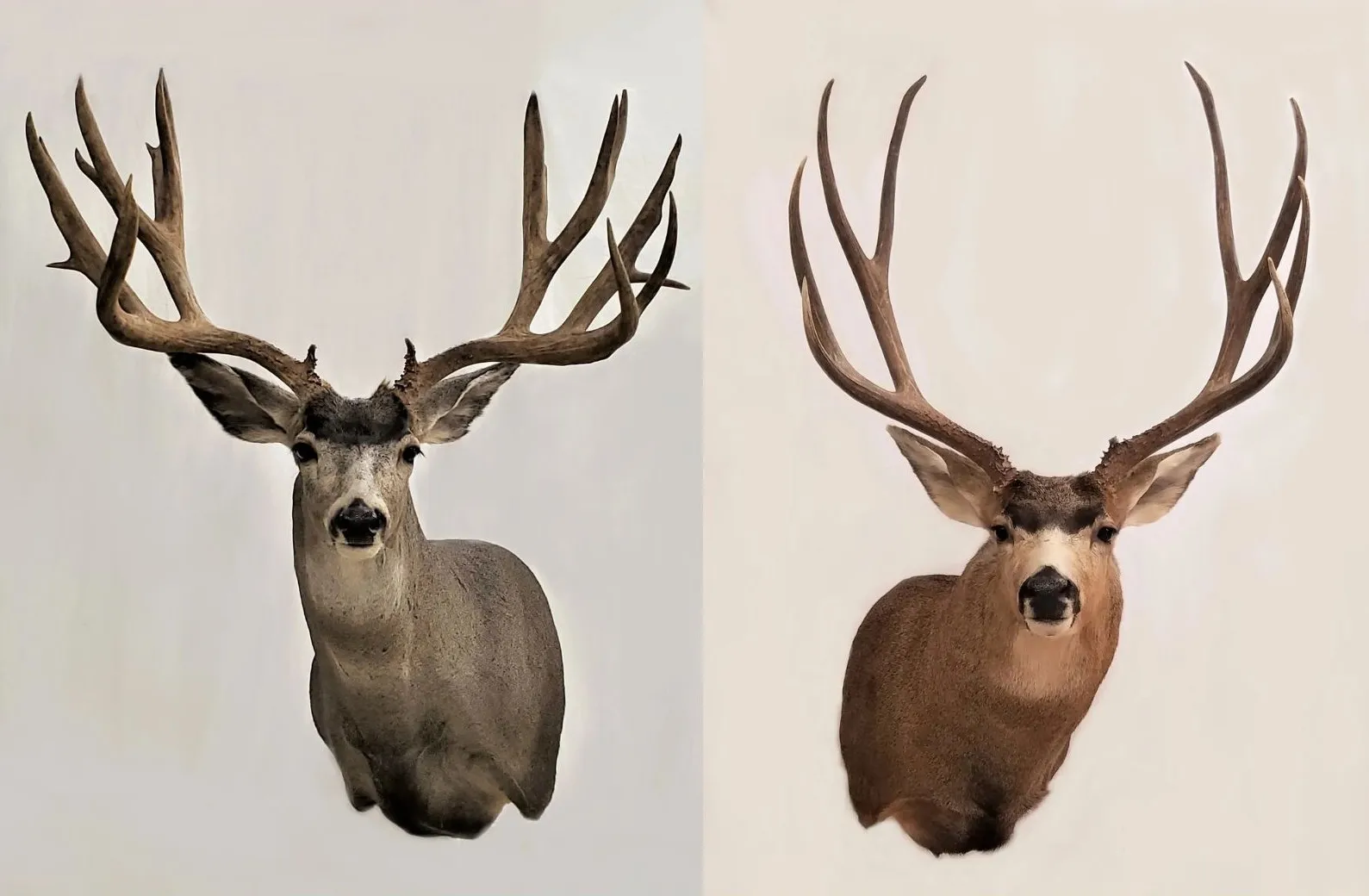 Several images of deer head mounts we have done over the years.
