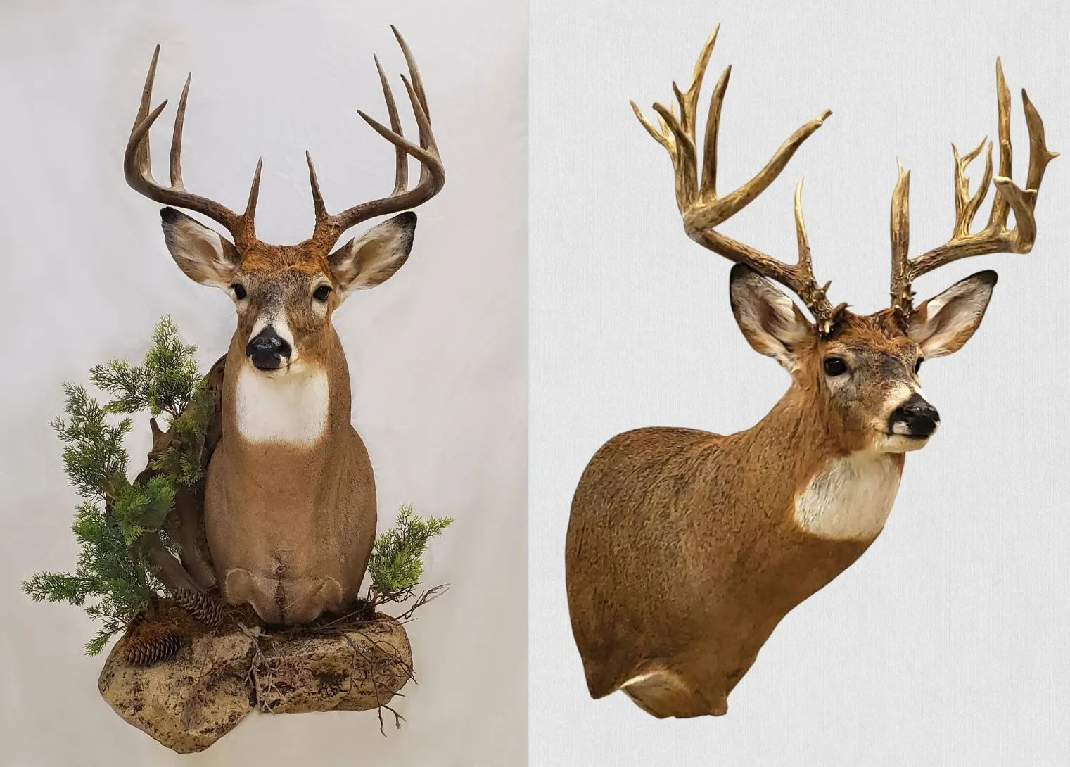 Several images of deer head mounts we have done over the years.
