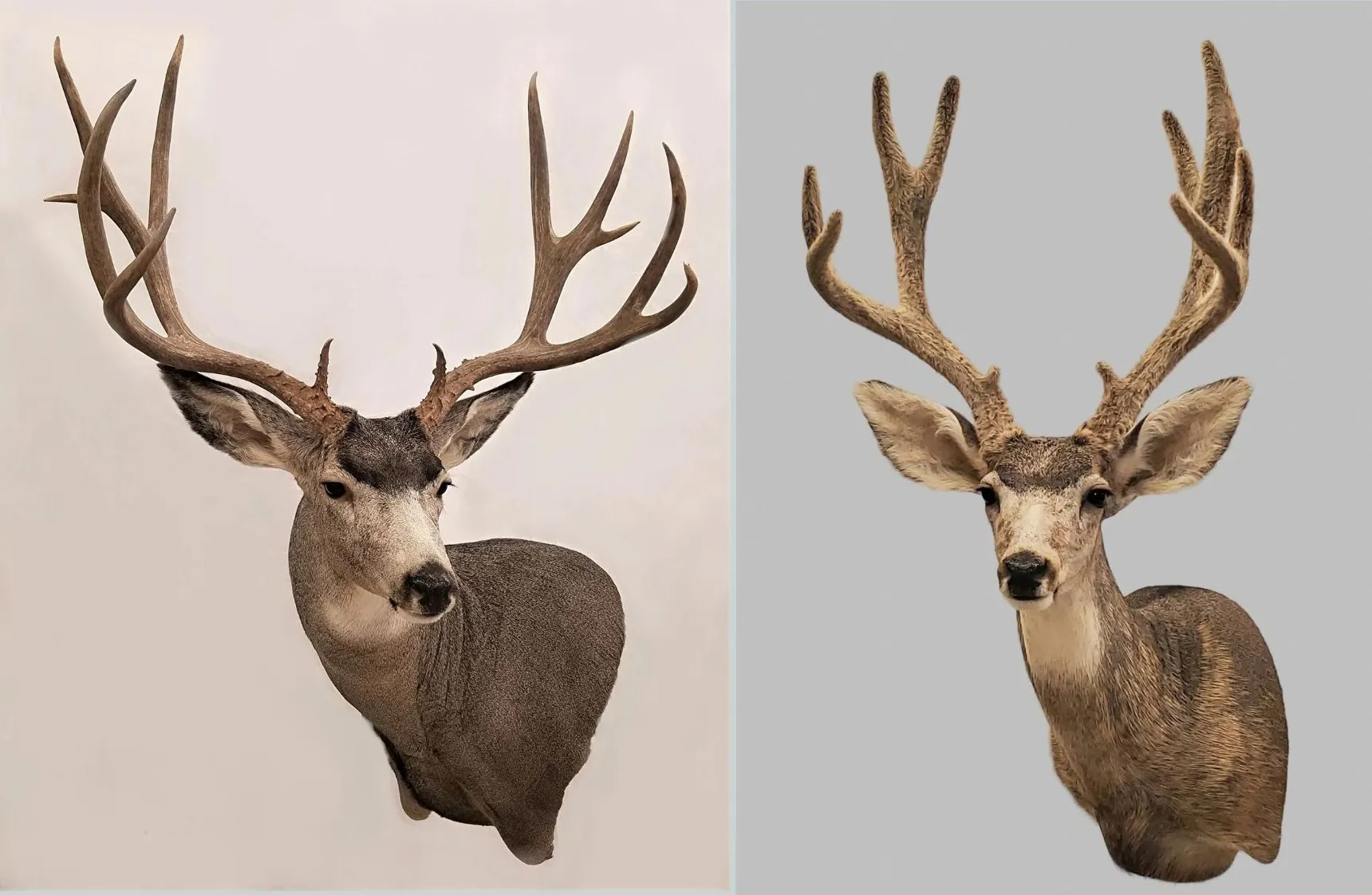 Several images of deer head mounts we have done over the years.