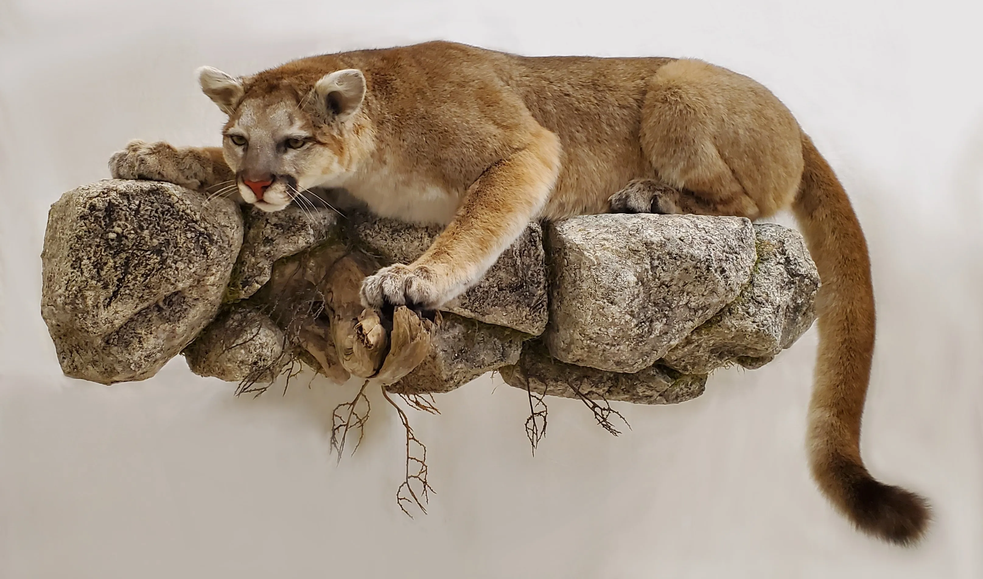 Several images of different wildlife
