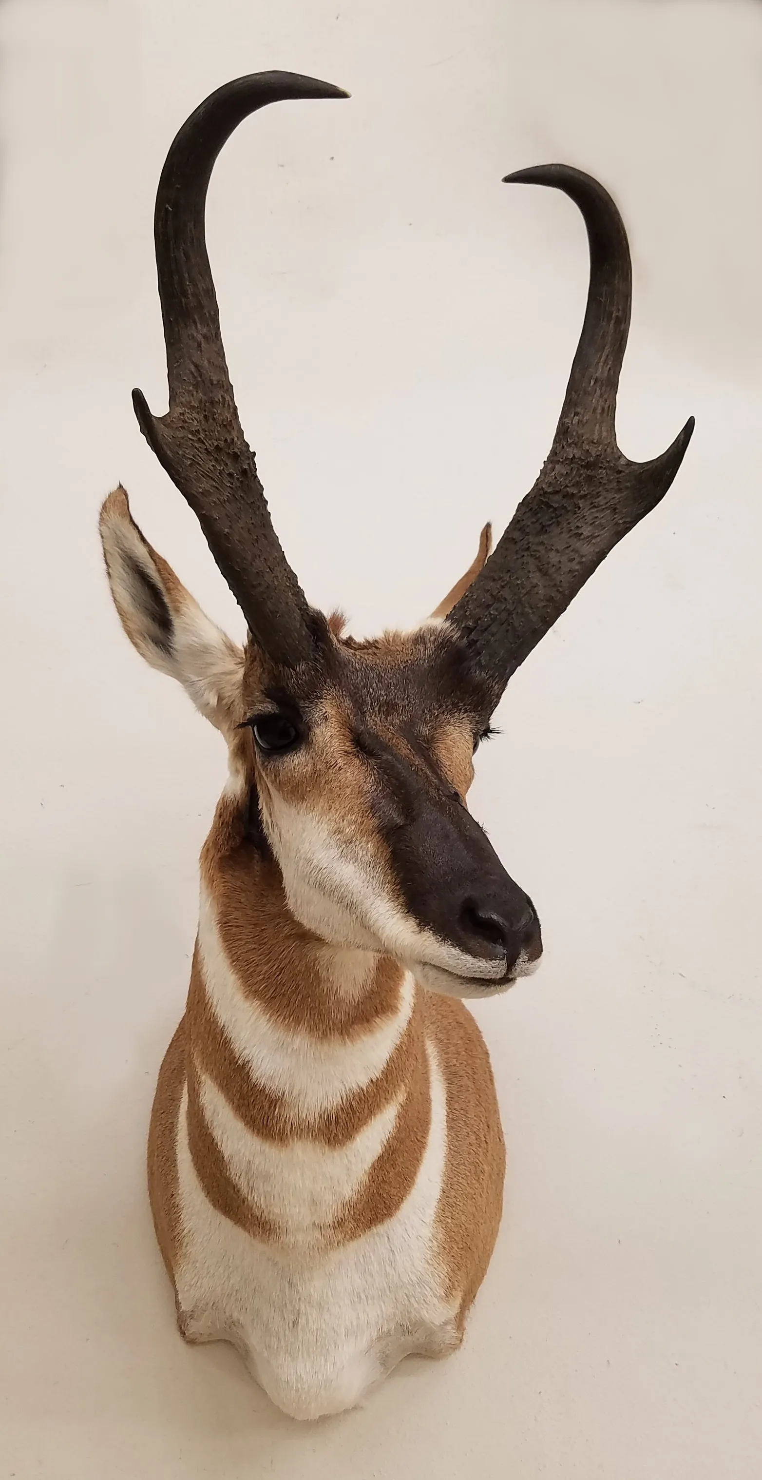 Several images of antelope and other game head mounts