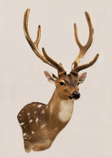 Several images of antelope and other game head mounts