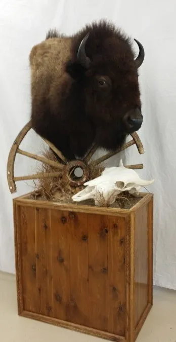 Several images of antelope and other game head mounts