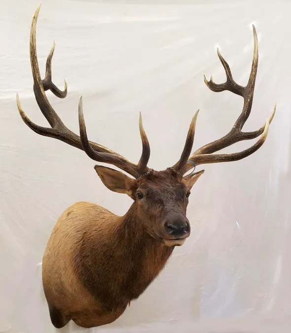 Several images of antelope and other game head mounts