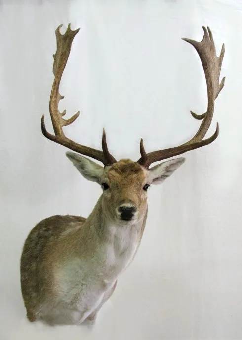 Several images of antelope and other game head mounts