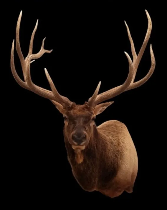 Several images of antelope and other game head mounts