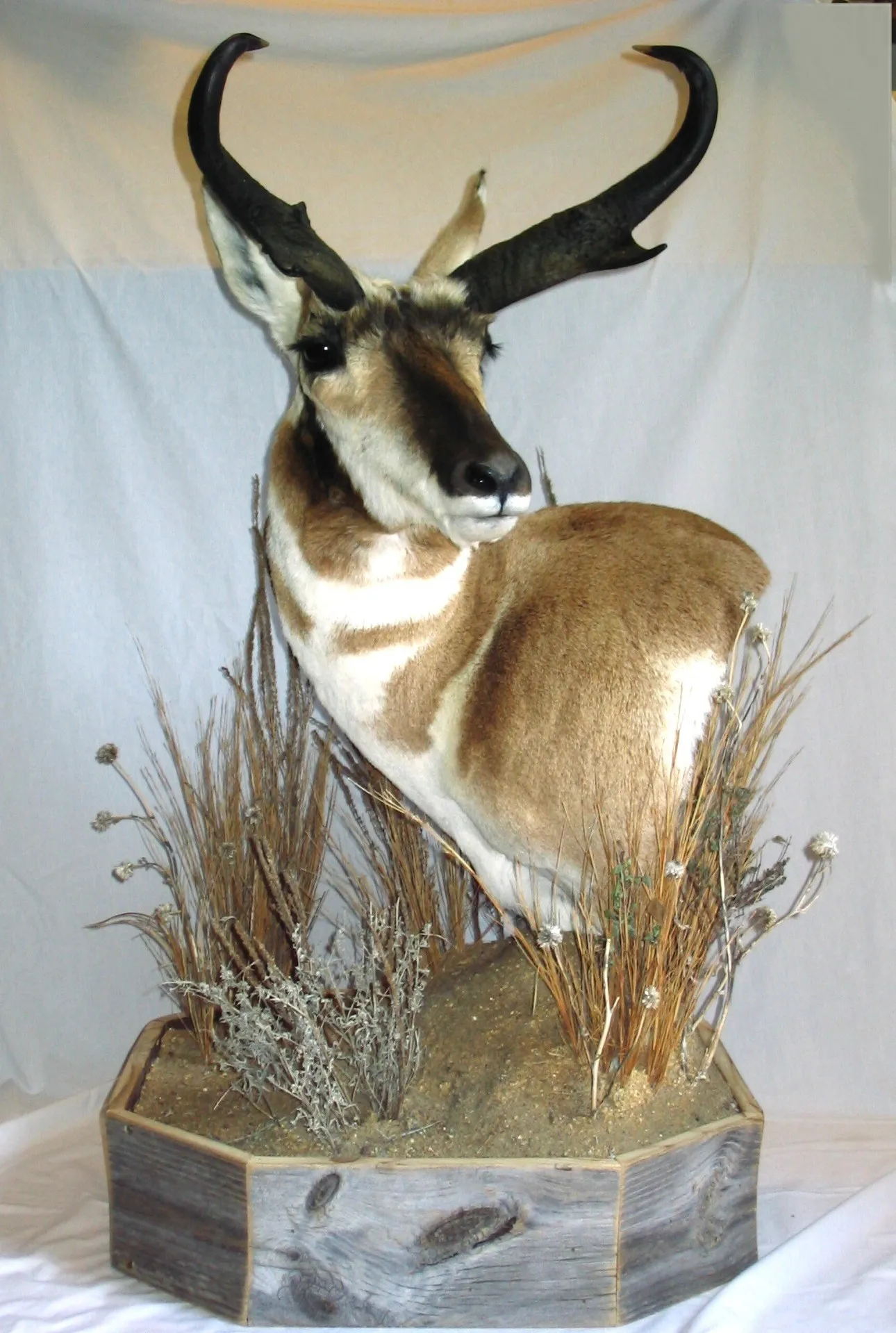 Several images of antelope and other game head mounts